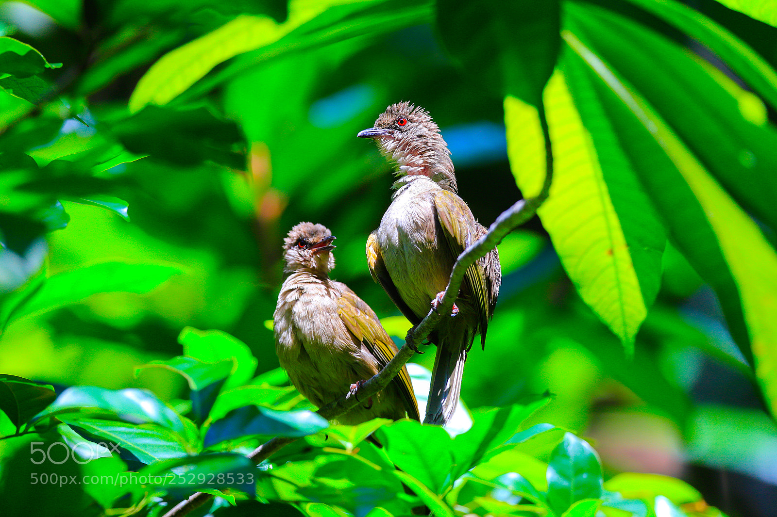 Canon EOS 6D Mark II sample photo. Asian red-eyed bulbul photography