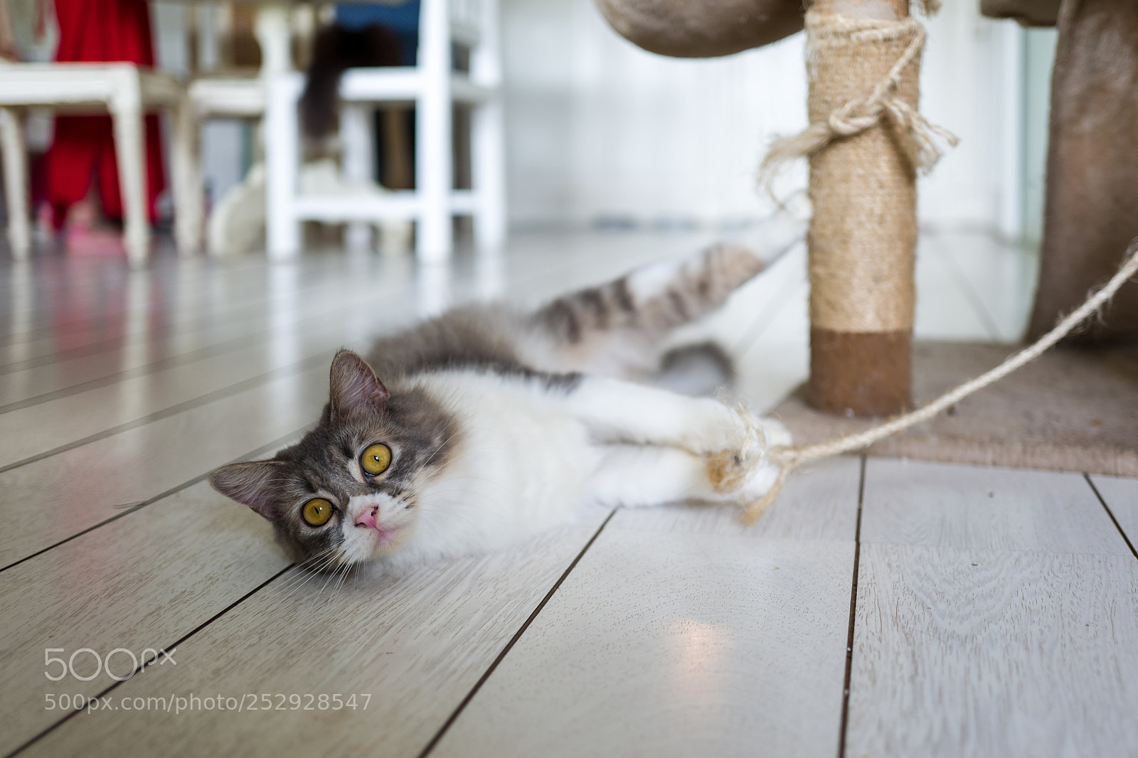 Leica Q (Typ 116) sample photo. Cat in cat cafe photography
