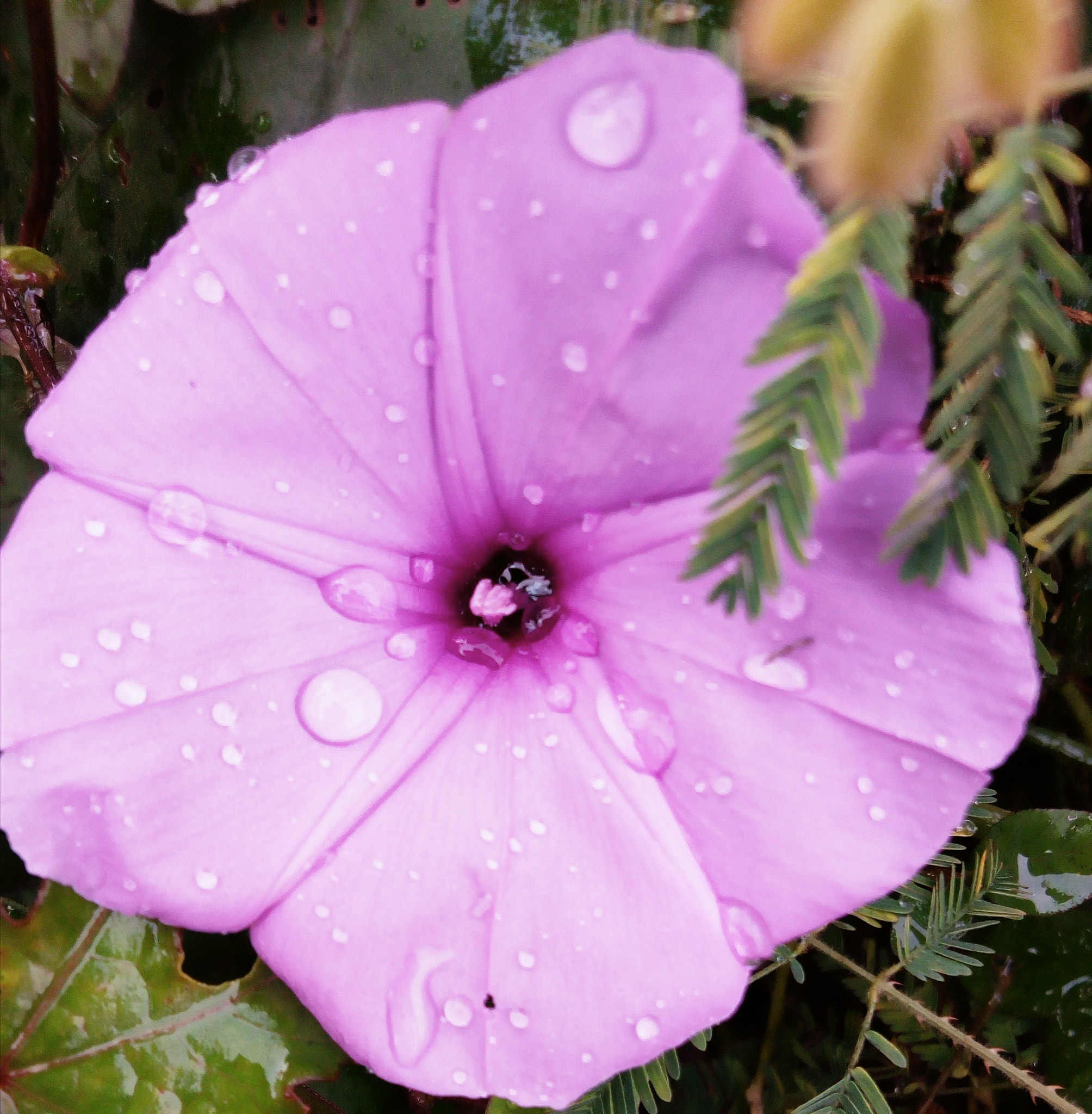 Infinix HOT5 Lite sample photo. Pickles photography