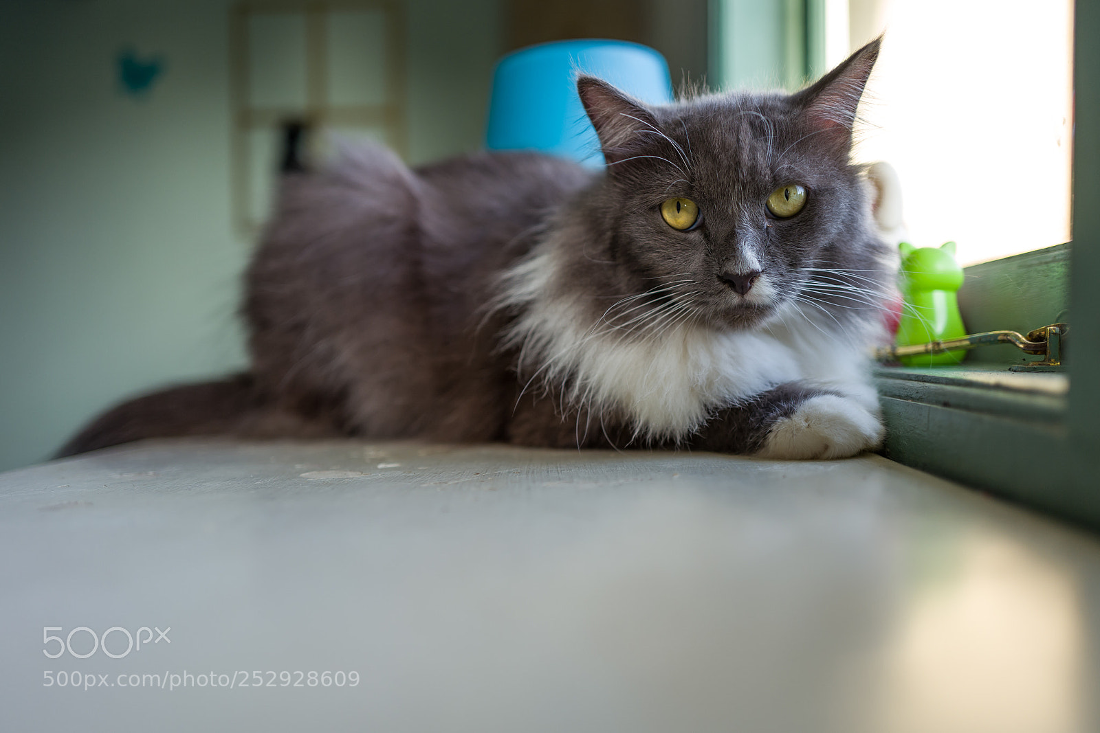 Leica Q (Typ 116) sample photo. Cat in cat cafe photography