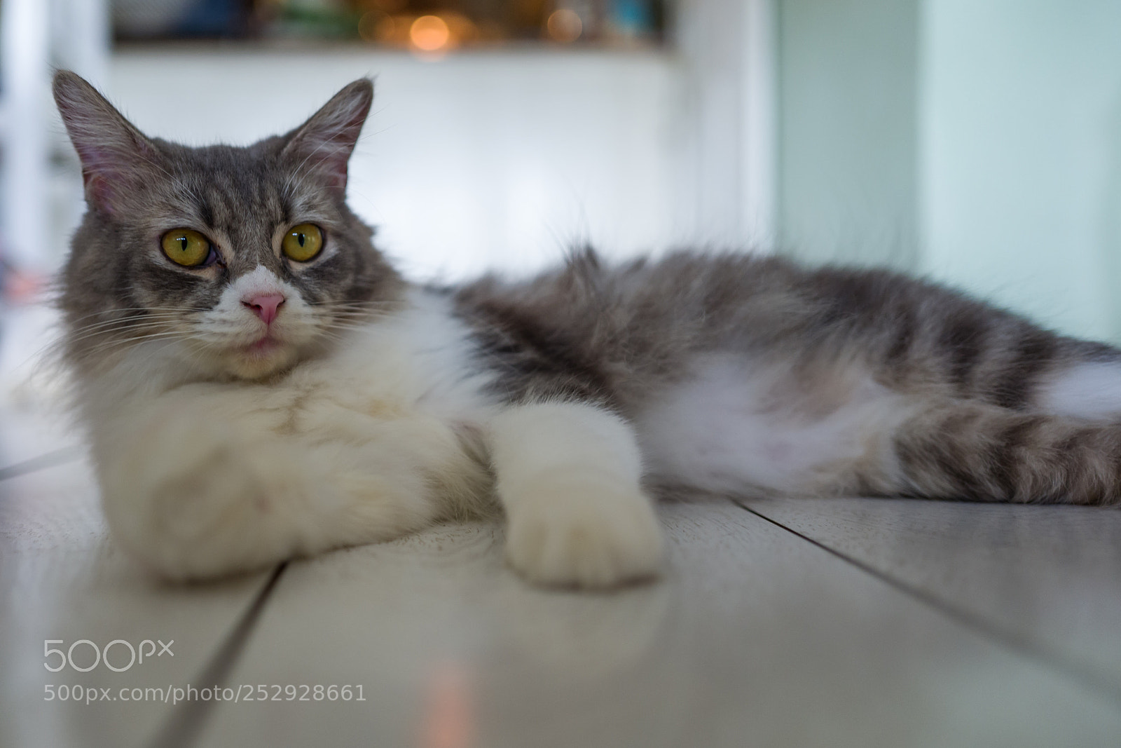 Leica Q (Typ 116) sample photo. Cat in cat cafe photography