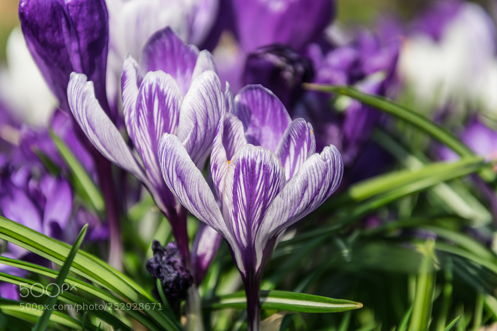 Nikon D5300 sample photo. Crocuses photography