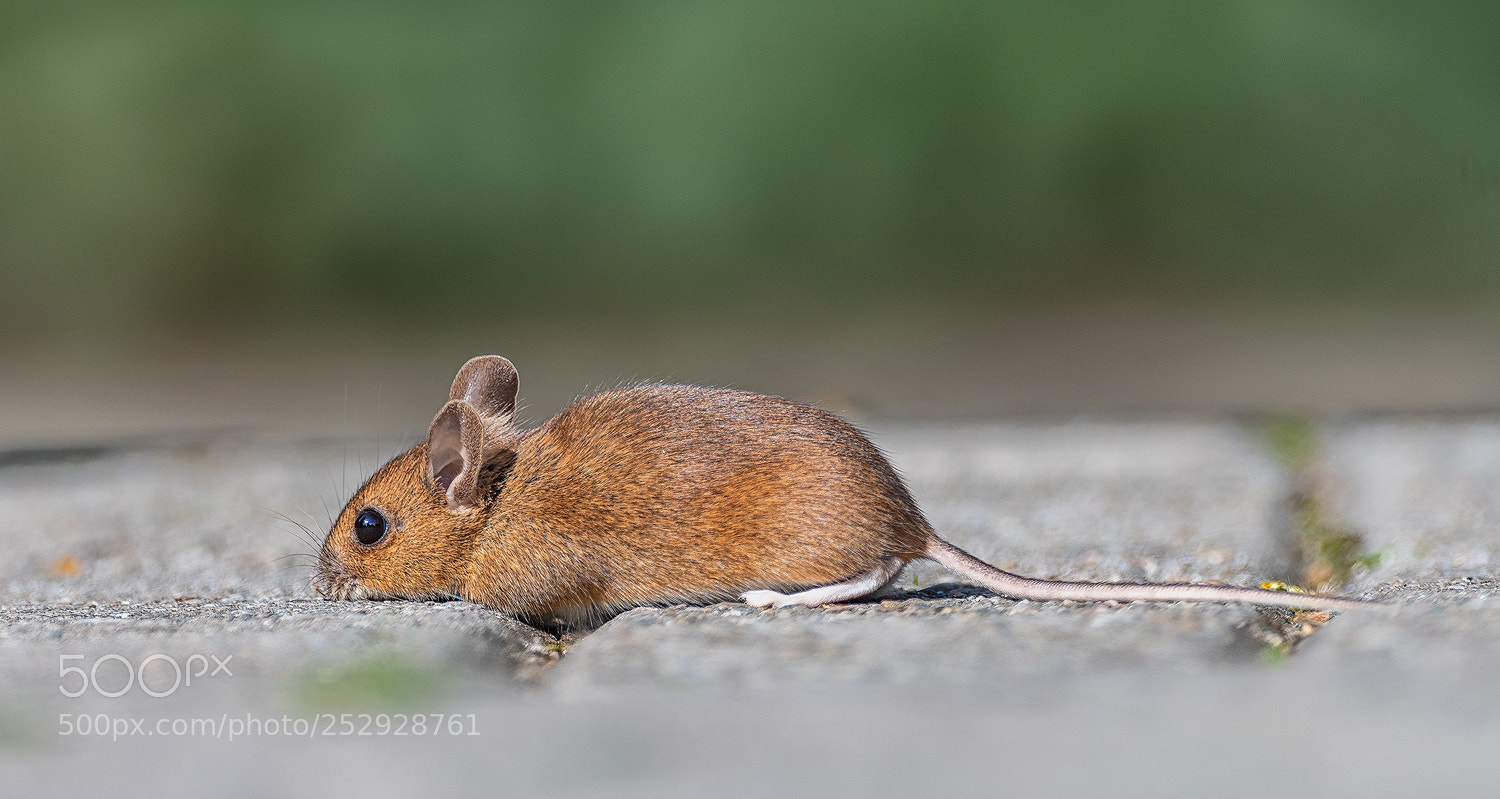 Nikon D500 sample photo. Mouse photography