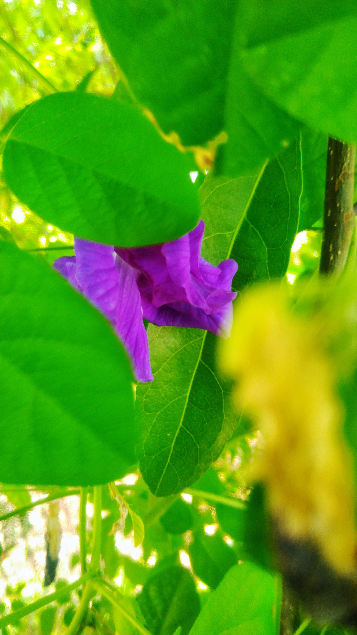 ASUS ZenFone 3 Max (ZC553KL) sample photo. Beautiful of purple flowers photography
