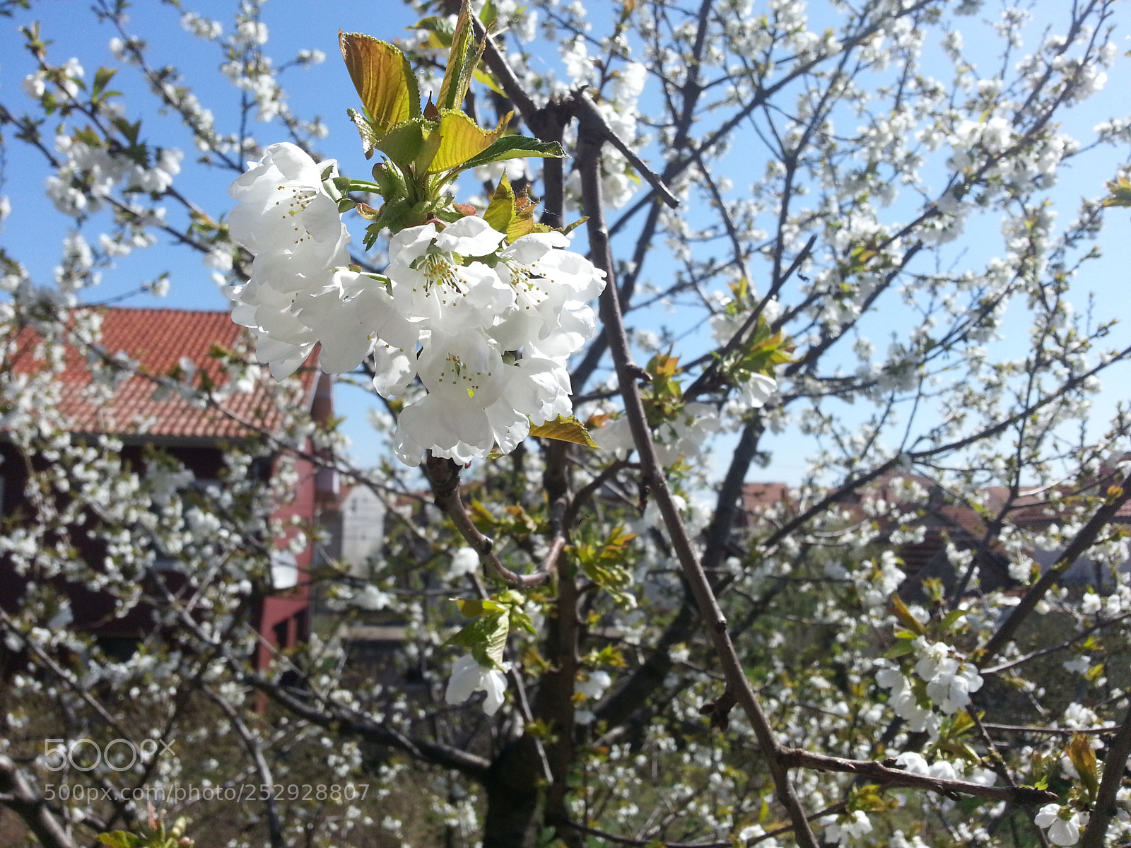 Samsung Galaxy S3 sample photo. Cherry tree photography