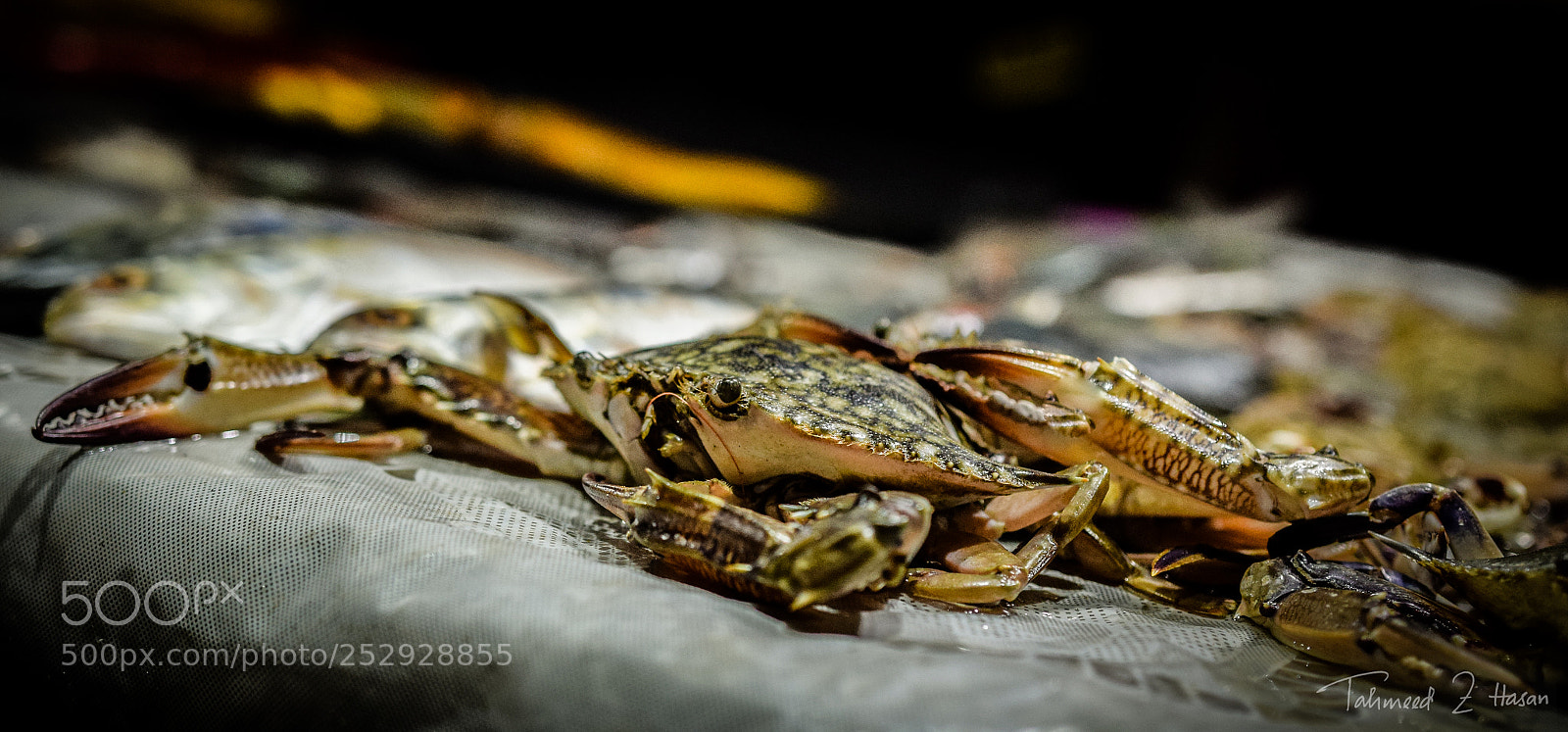 Nikon D5300 sample photo. Crab photography