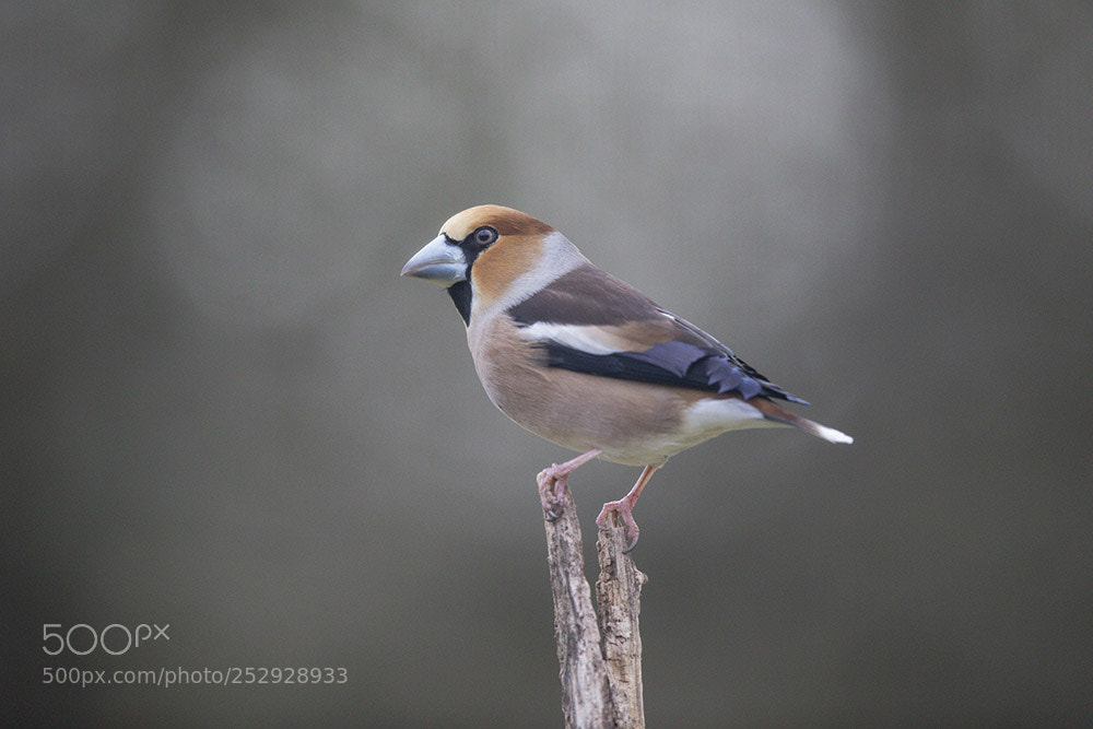 Canon EOS 5D Mark IV sample photo. Saint piat photography