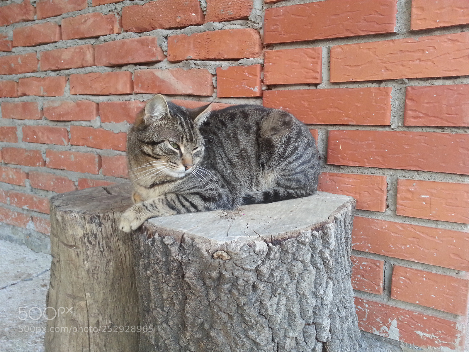 Samsung Galaxy S3 sample photo. Untitled photography