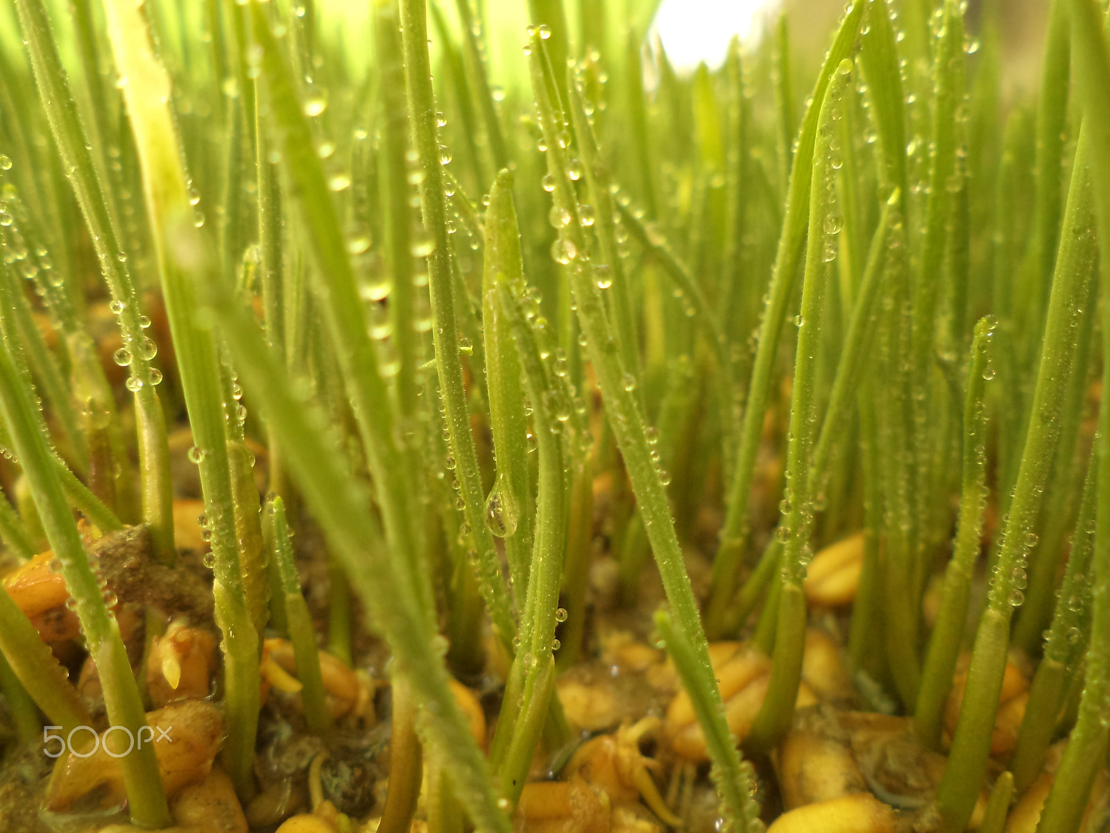 Sony DSC-S3000 sample photo. Water droplets on wheat grass photography