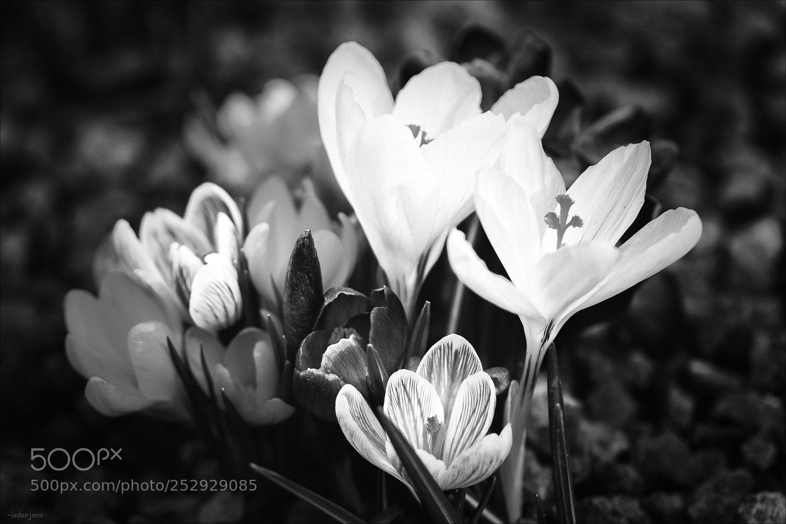 Canon EOS 70D sample photo. Spring photography