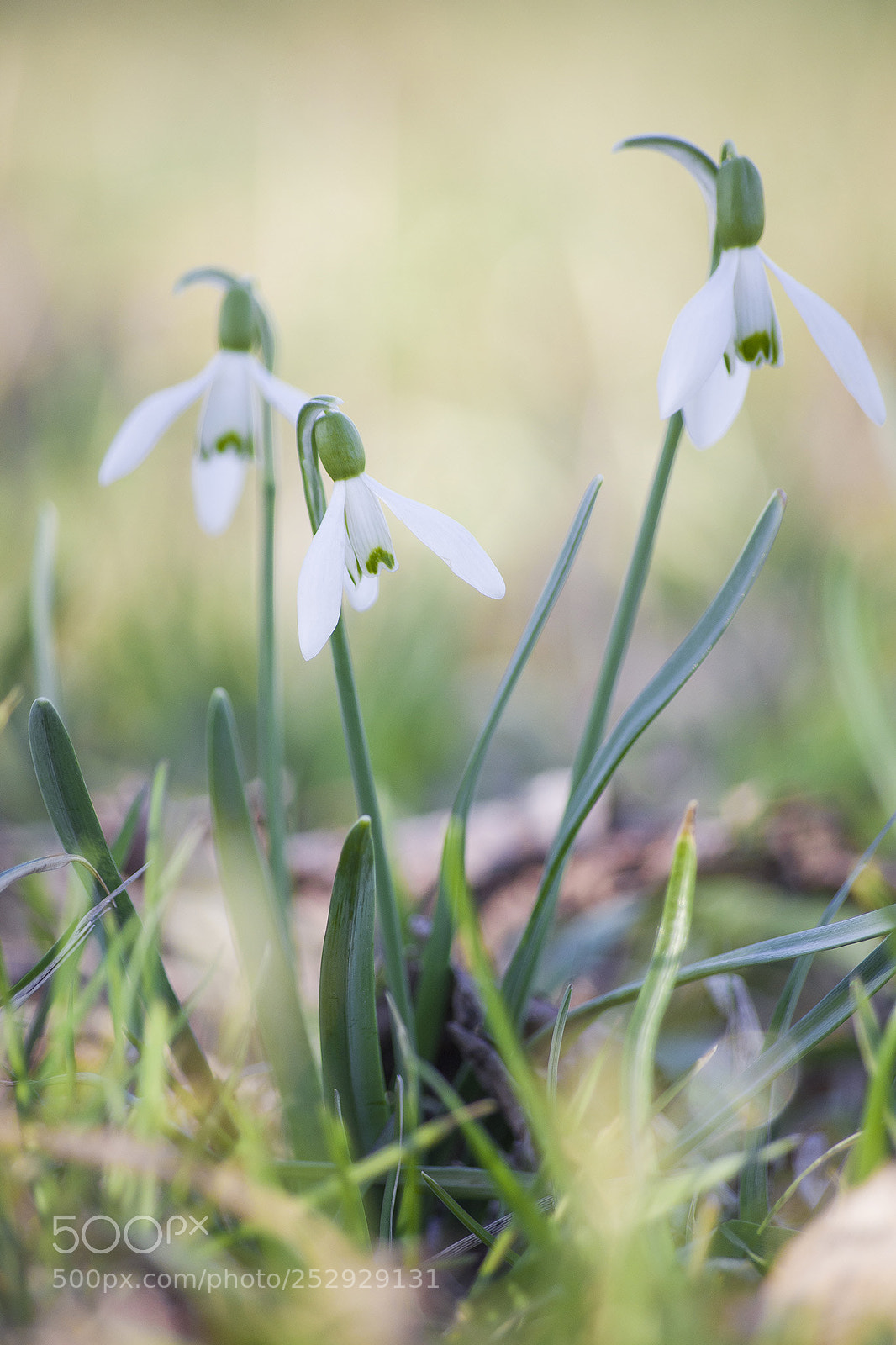 Pentax K-S2 sample photo. Galanthus nivalis photography
