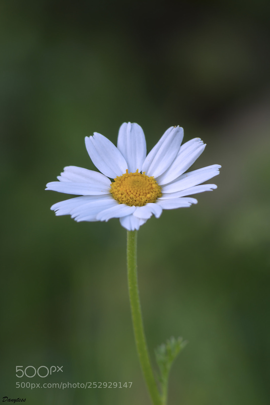 Nikon D7100 sample photo. Daisy photography