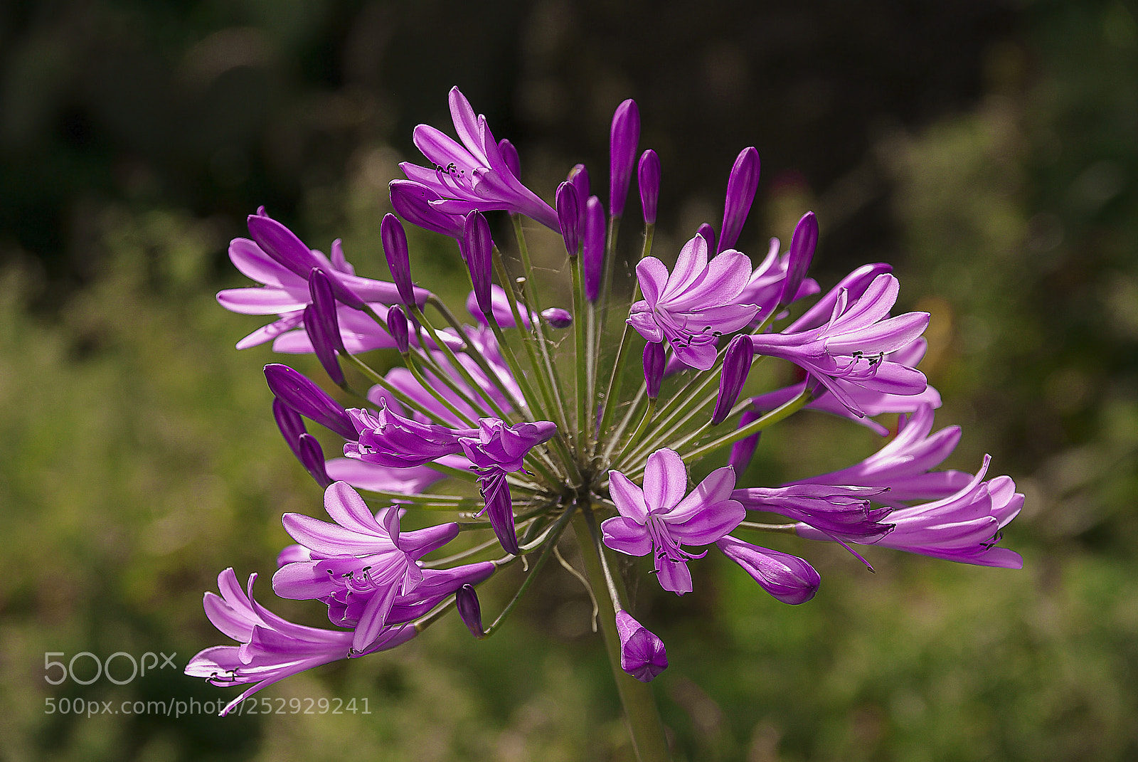 Pentax K10D sample photo. Agapanthus photography
