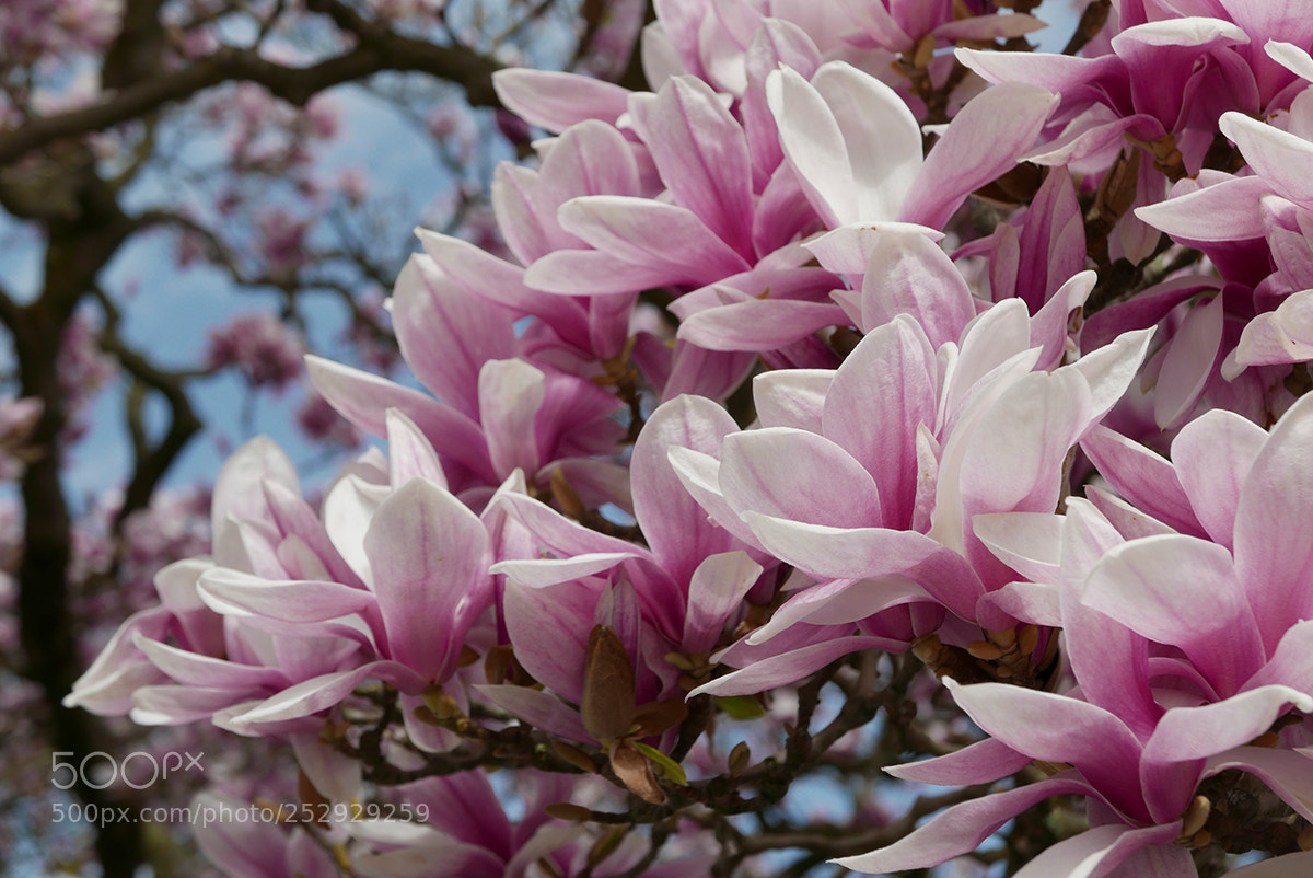 Panasonic Lumix DMC-LX100 sample photo. I love him ... photography