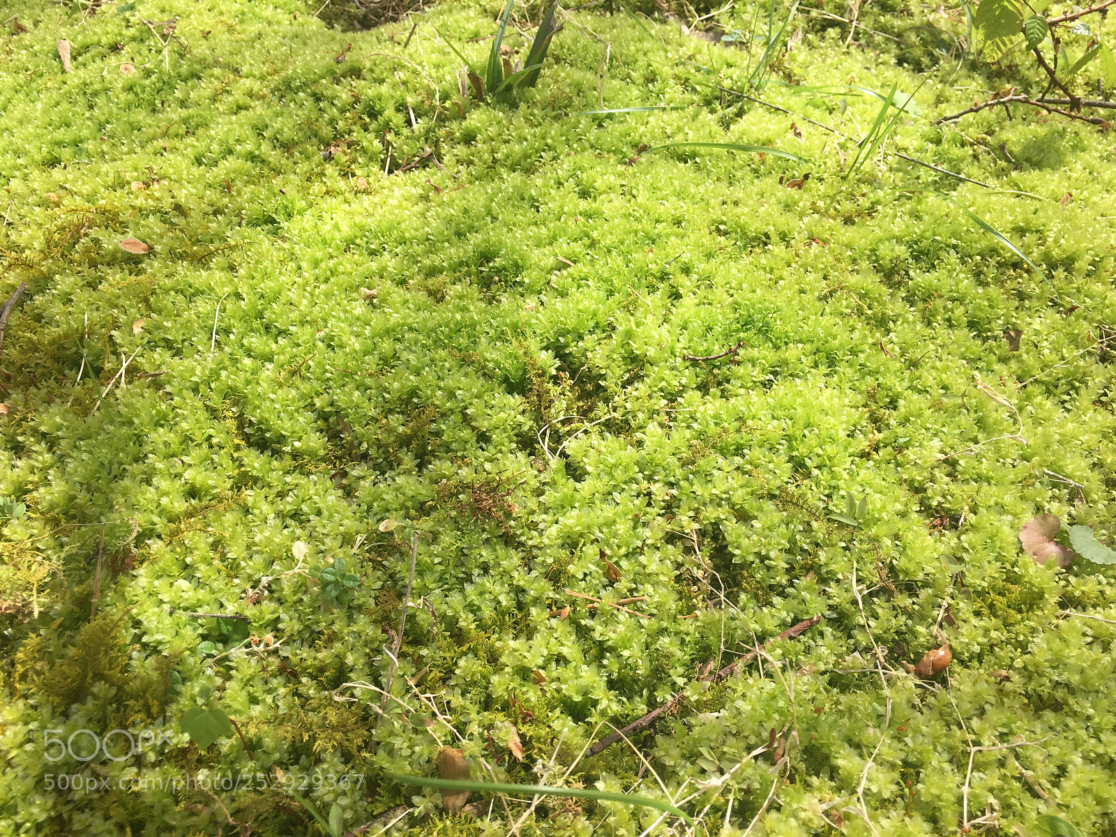 Apple iPhone 6s Plus sample photo. Green moss with tiny photography