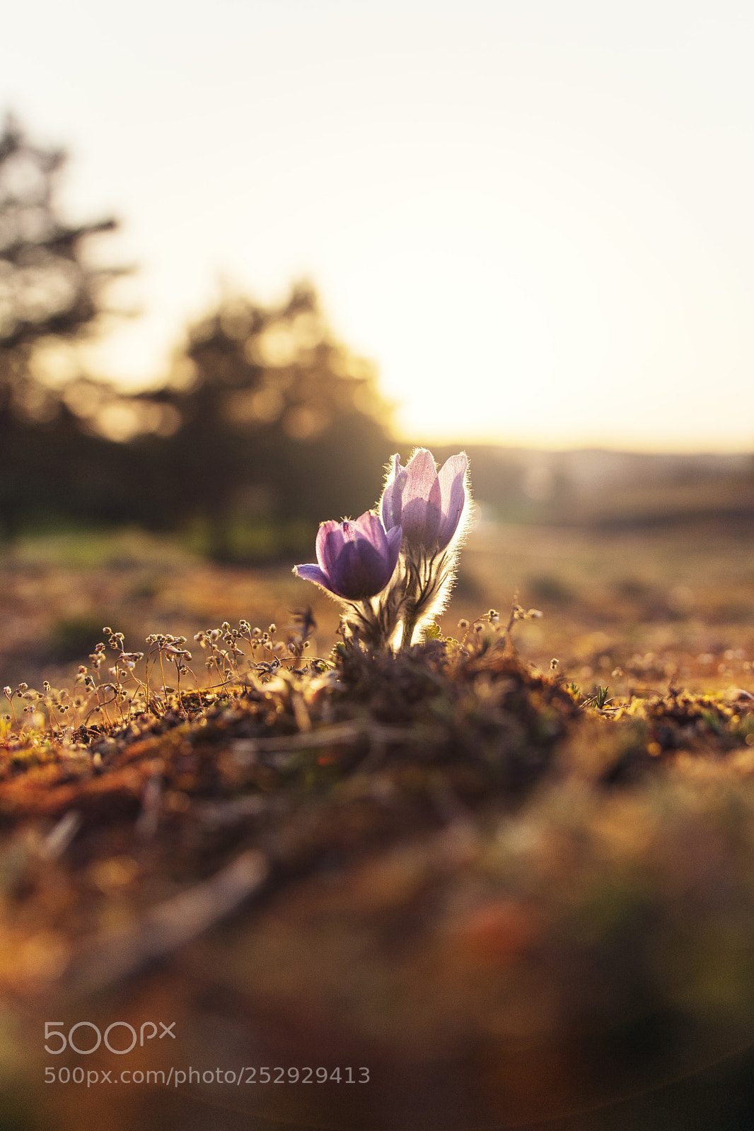 Nikon D5300 sample photo. The pasque flower at photography