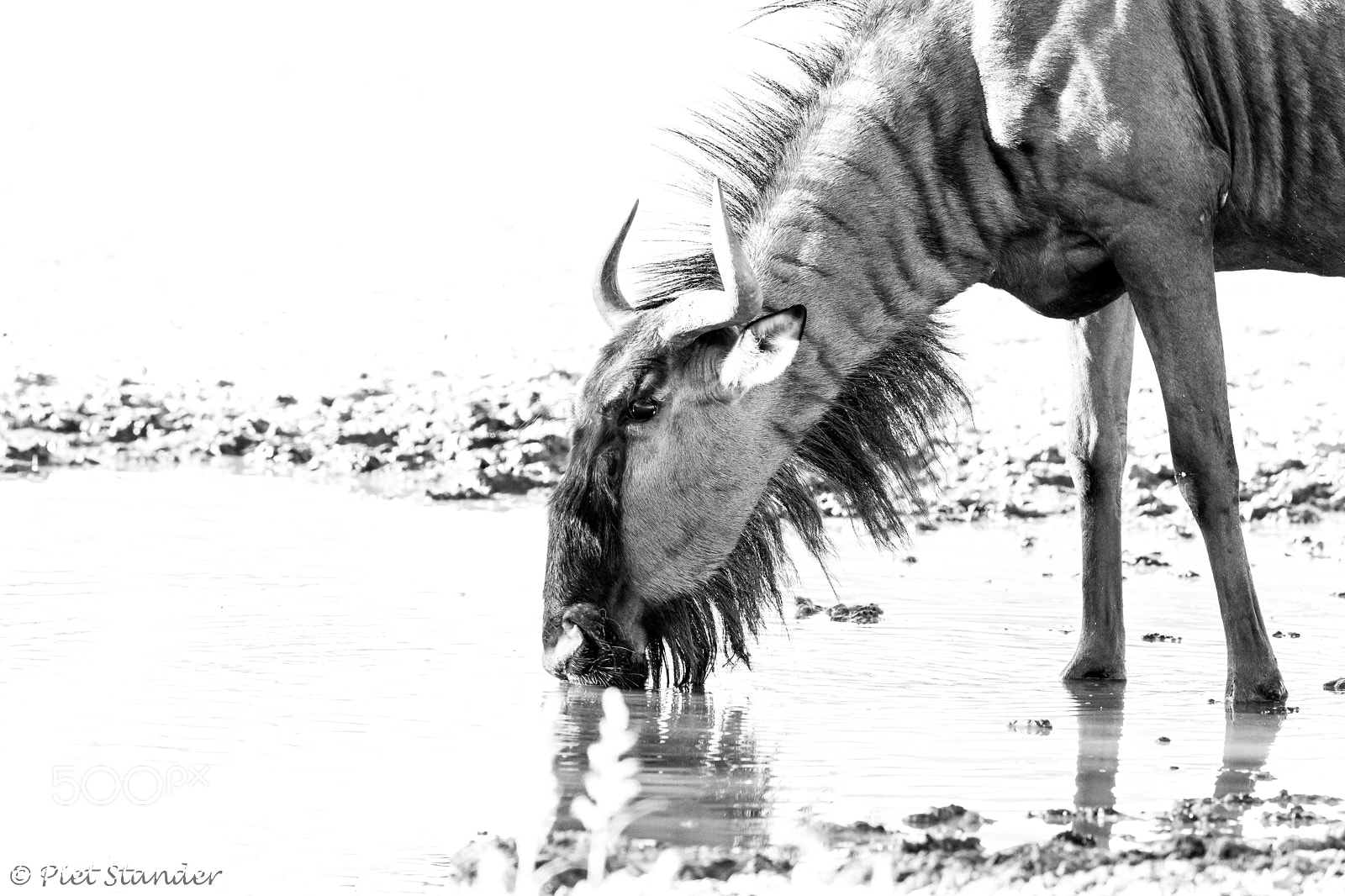Canon EOS 5D Mark IV sample photo. Wildebeest photography