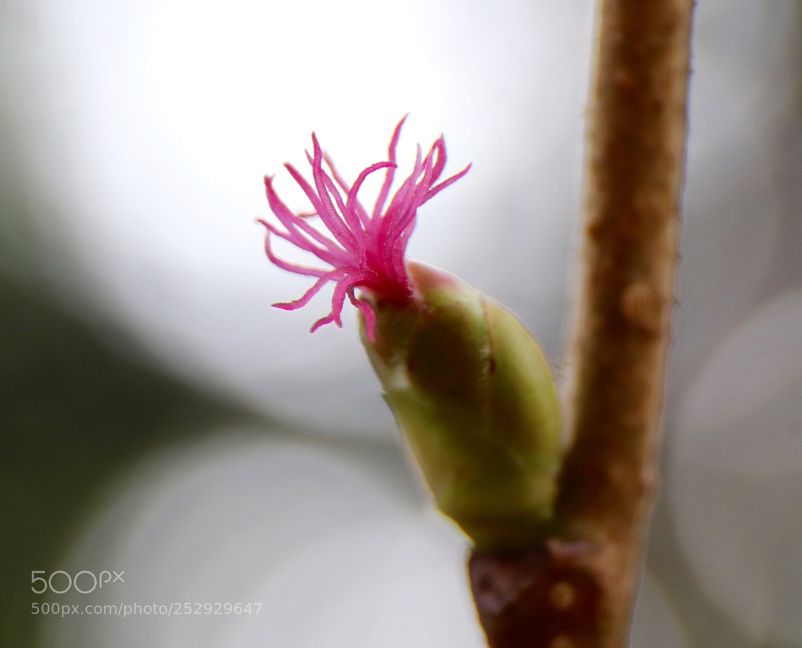 Canon EOS 77D (EOS 9000D / EOS 770D) sample photo. Hazel flower photography