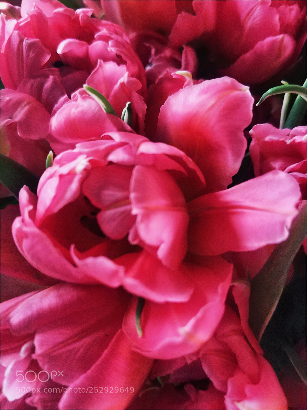 Xiaomi MI6 sample photo. Pink tulip photography