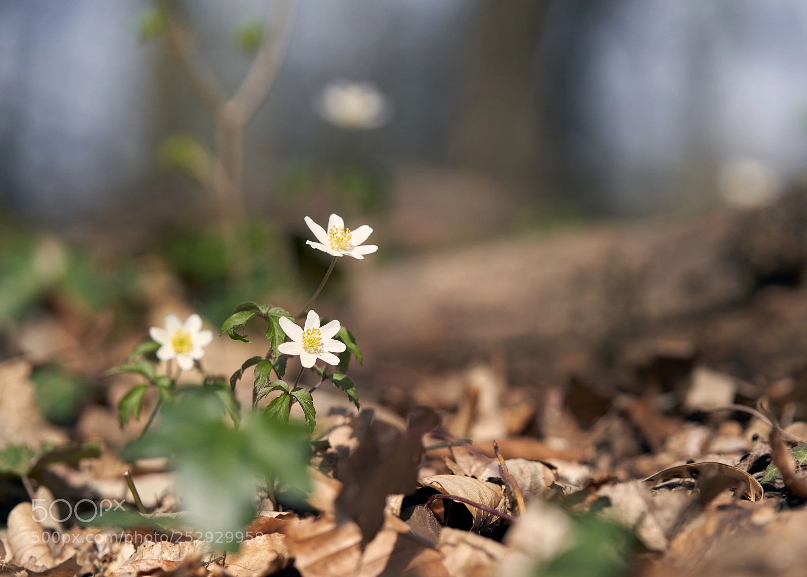 Sony a7R III sample photo. Anemone photography