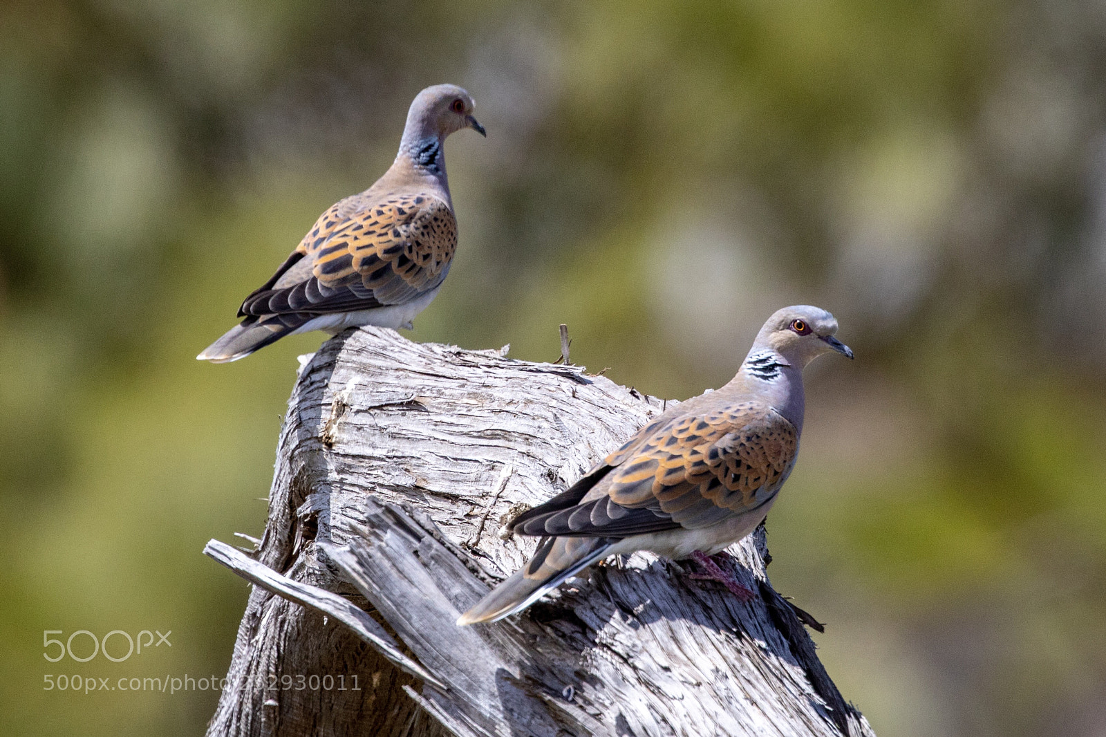 Canon EOS 5D Mark IV sample photo. Turtle doves photography