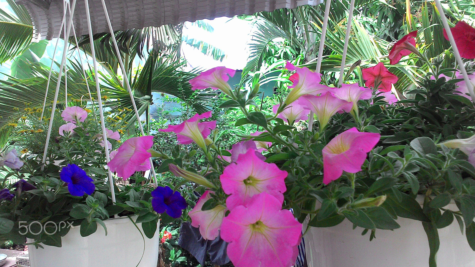 ASUS ZenFone 4 (A400CG) sample photo. Petunia hybrida photography