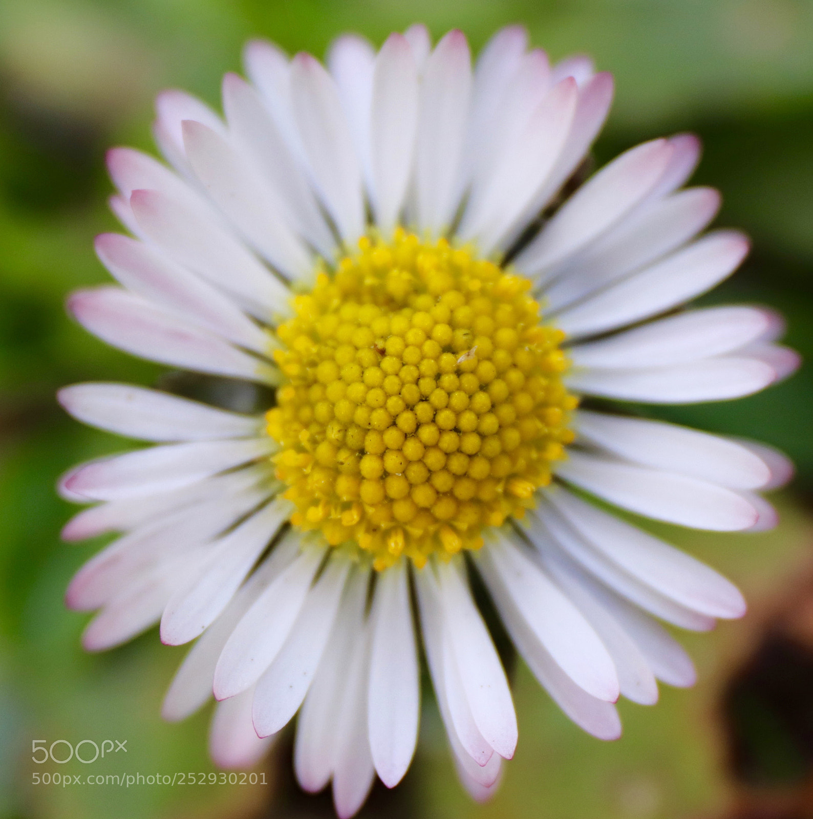 Canon EOS 77D (EOS 9000D / EOS 770D) sample photo. Daisies photography