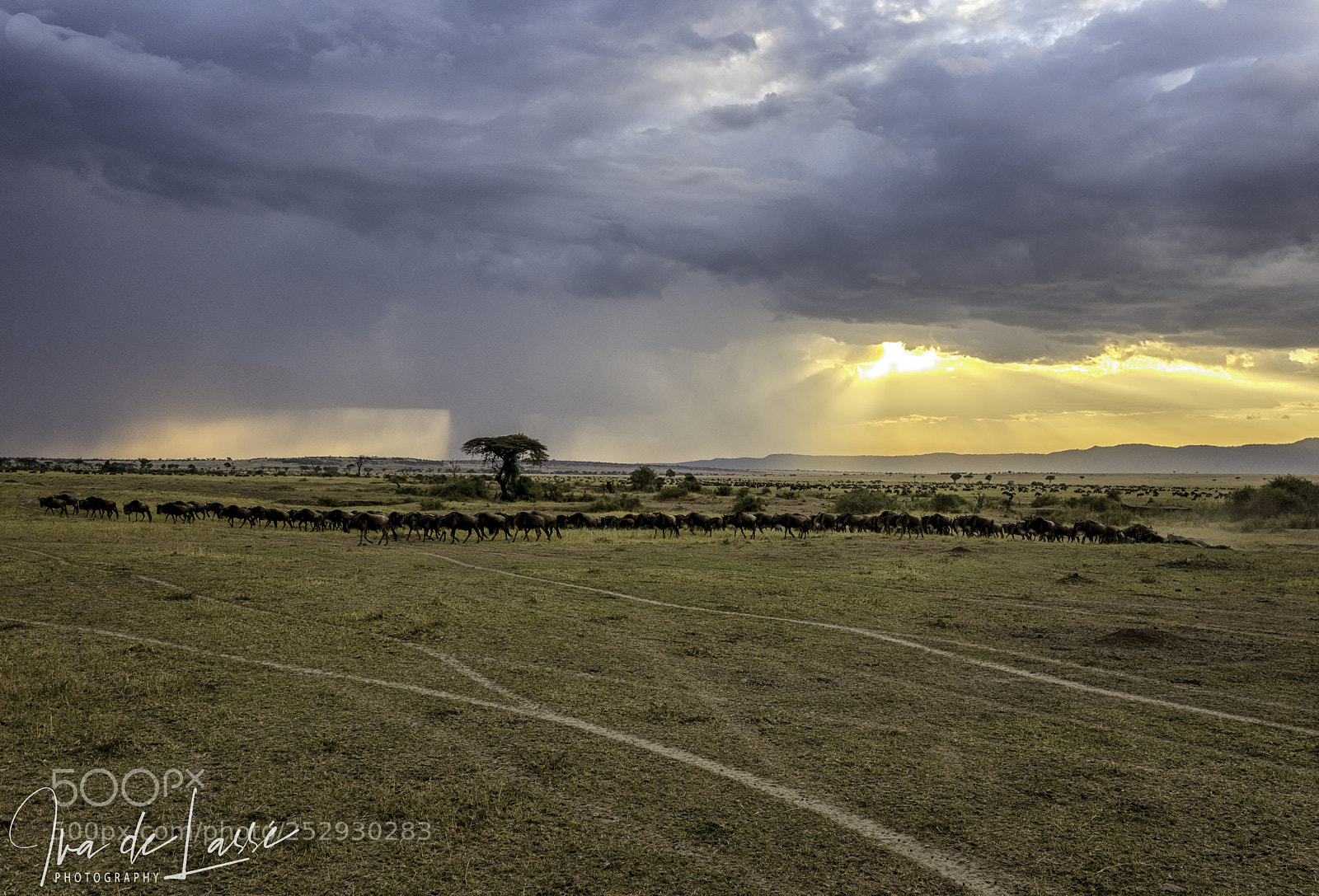 Nikon D810 sample photo. Gnu parade at sunset photography