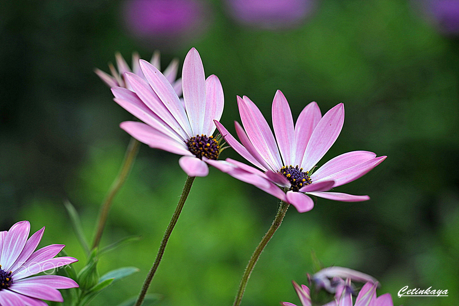 Nikon D700 sample photo. Spring.... photography