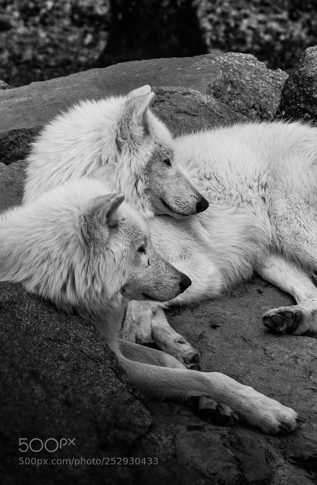 Nikon D500 sample photo. Loups photography