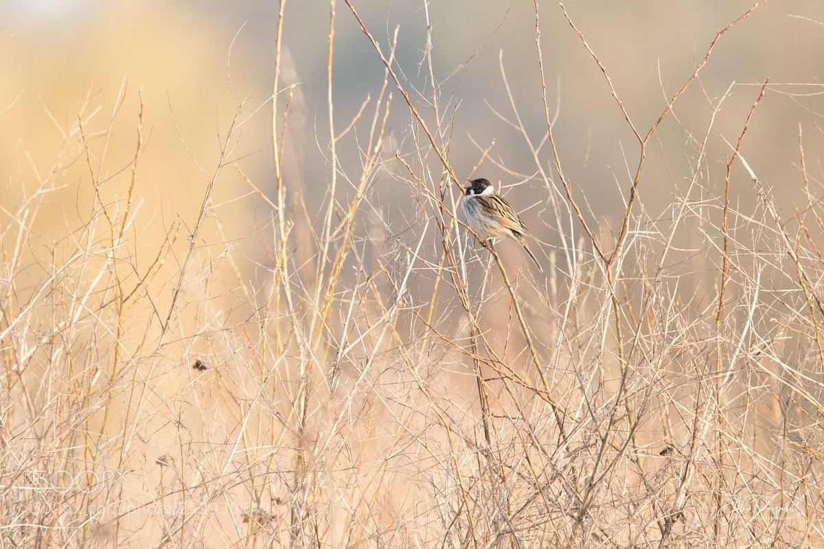 Canon EOS 7D Mark II sample photo. Strnad r kosn photography