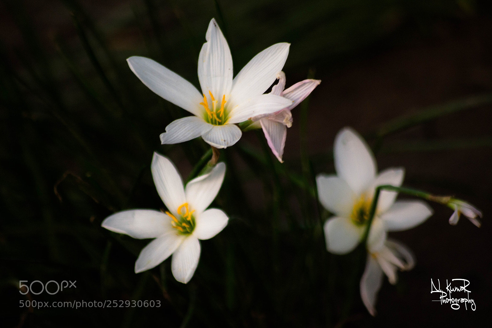 Nikon D5200 sample photo. Untitled photography