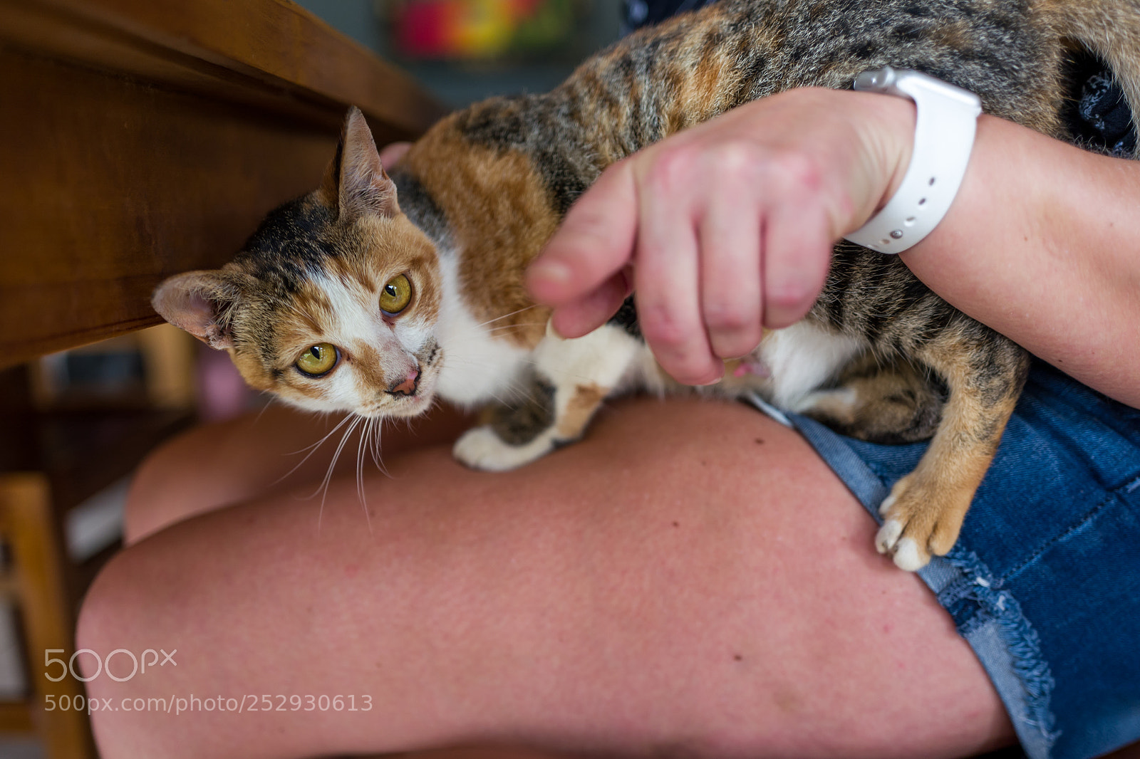 Leica Q (Typ 116) sample photo. A street cat in photography