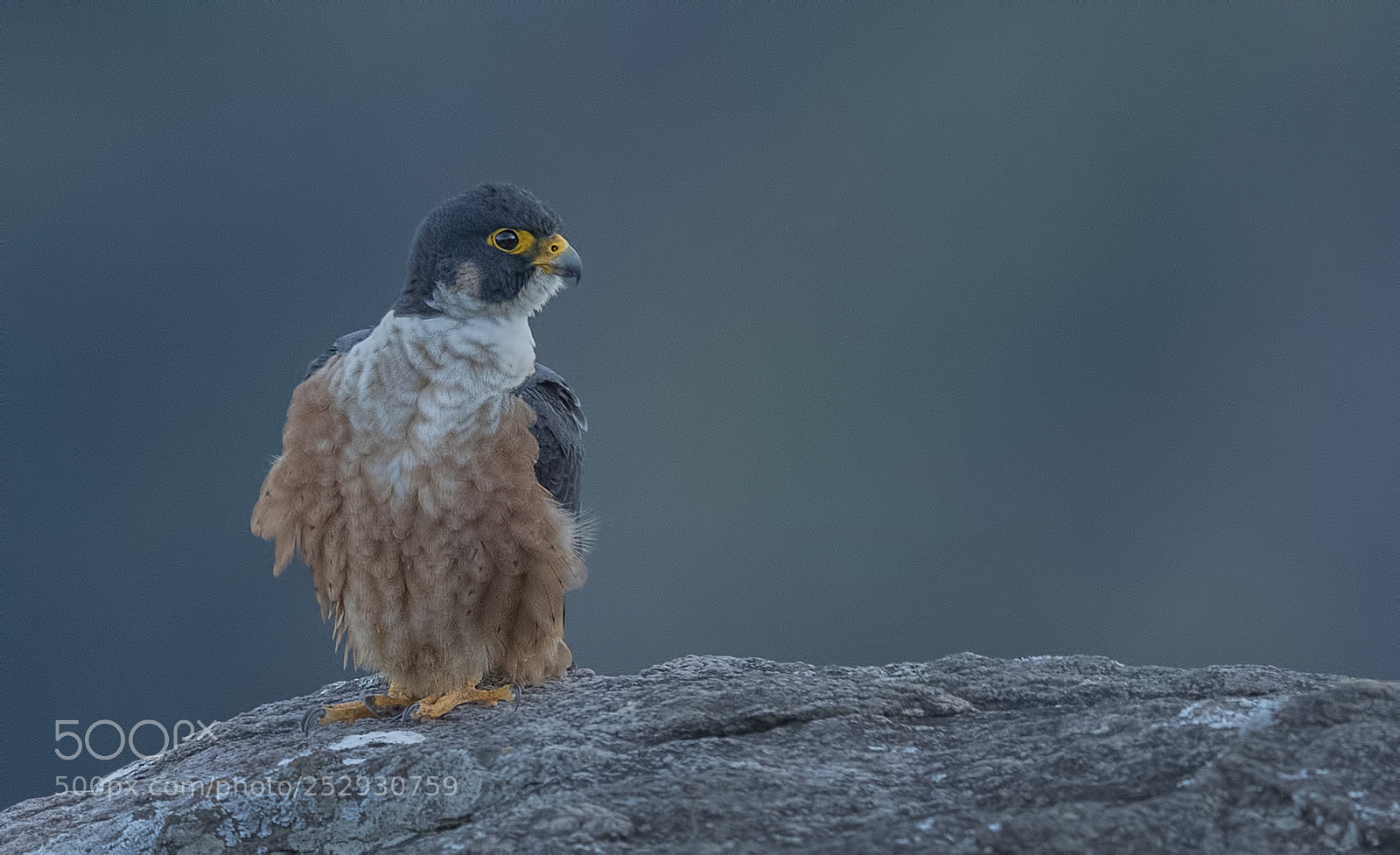 Nikon D850 sample photo. Shaheen falcon photography
