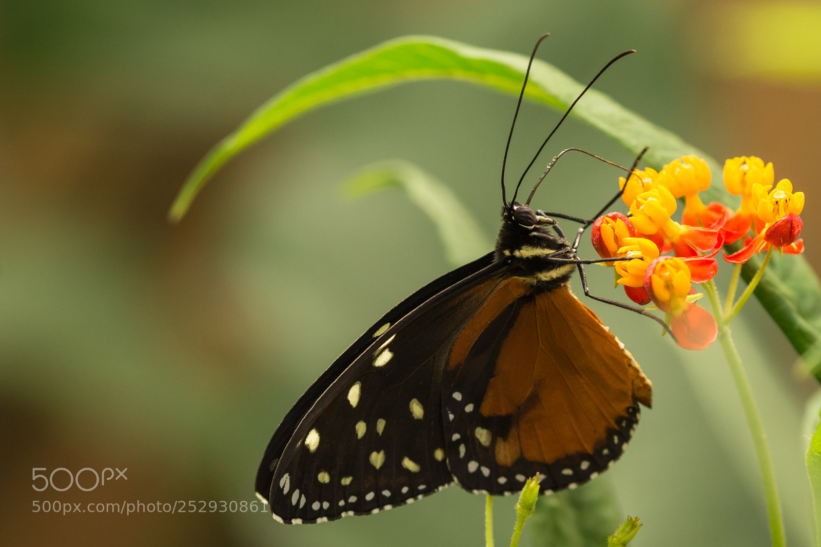 Nikon D7200 sample photo. Tiger longwing photography