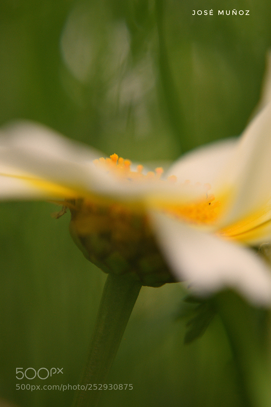 Nikon D3300 sample photo. Entre estambres photography