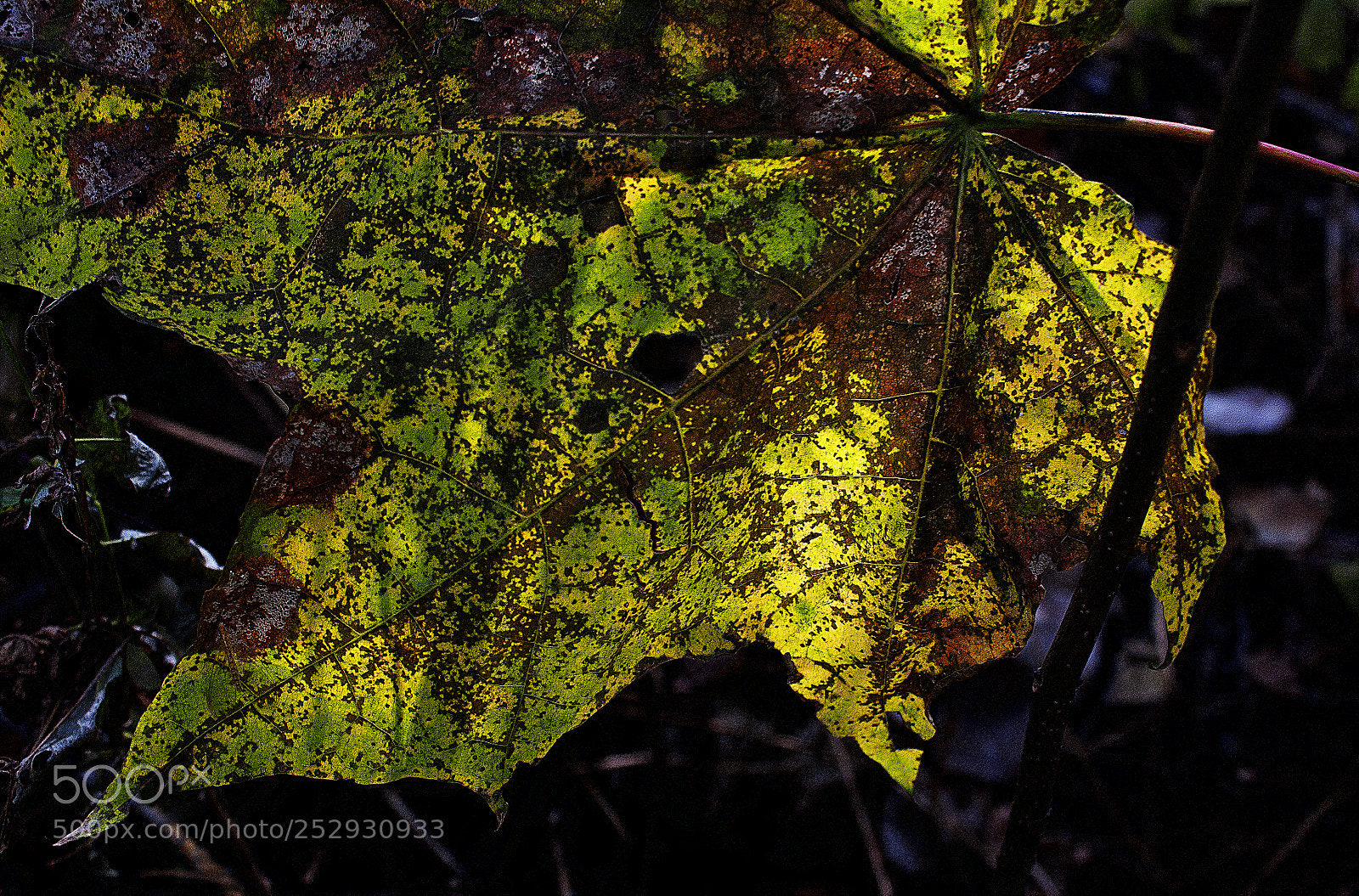 Canon EOS 40D sample photo. Light of the autumn photography