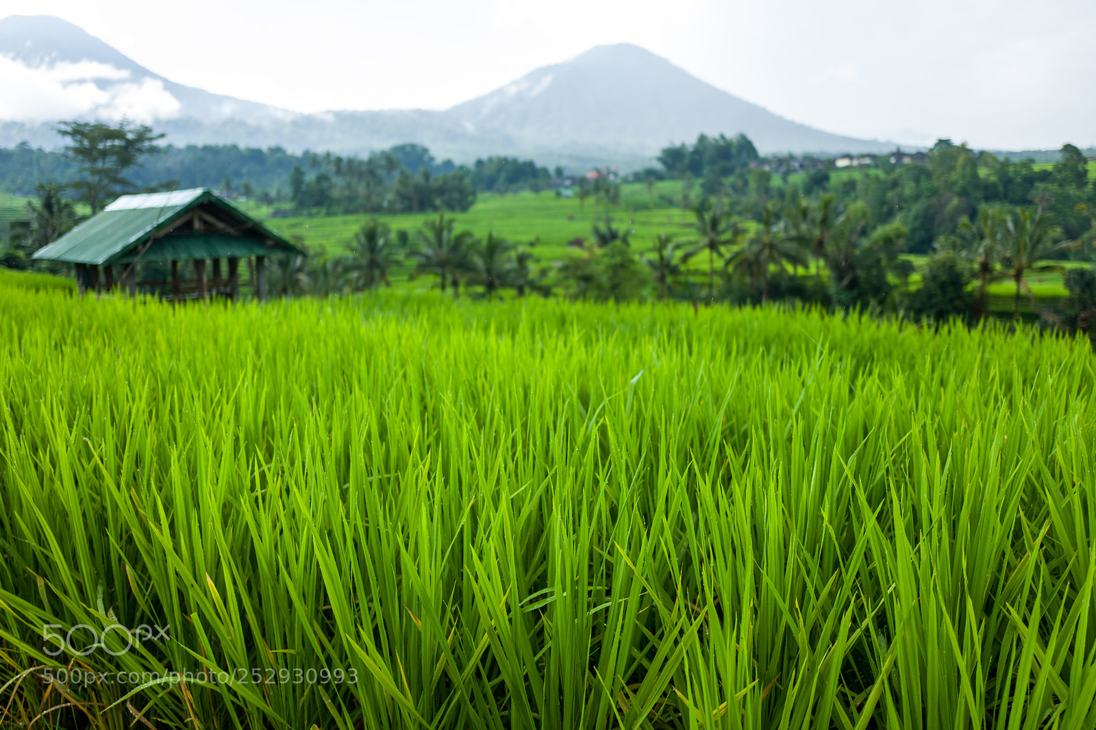 Leica Q (Typ 116) sample photo. The tegallalang rice terraces photography
