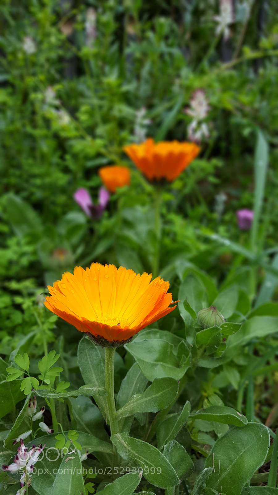 Samsung GALAXY S6 edge sample photo. Untitled photography