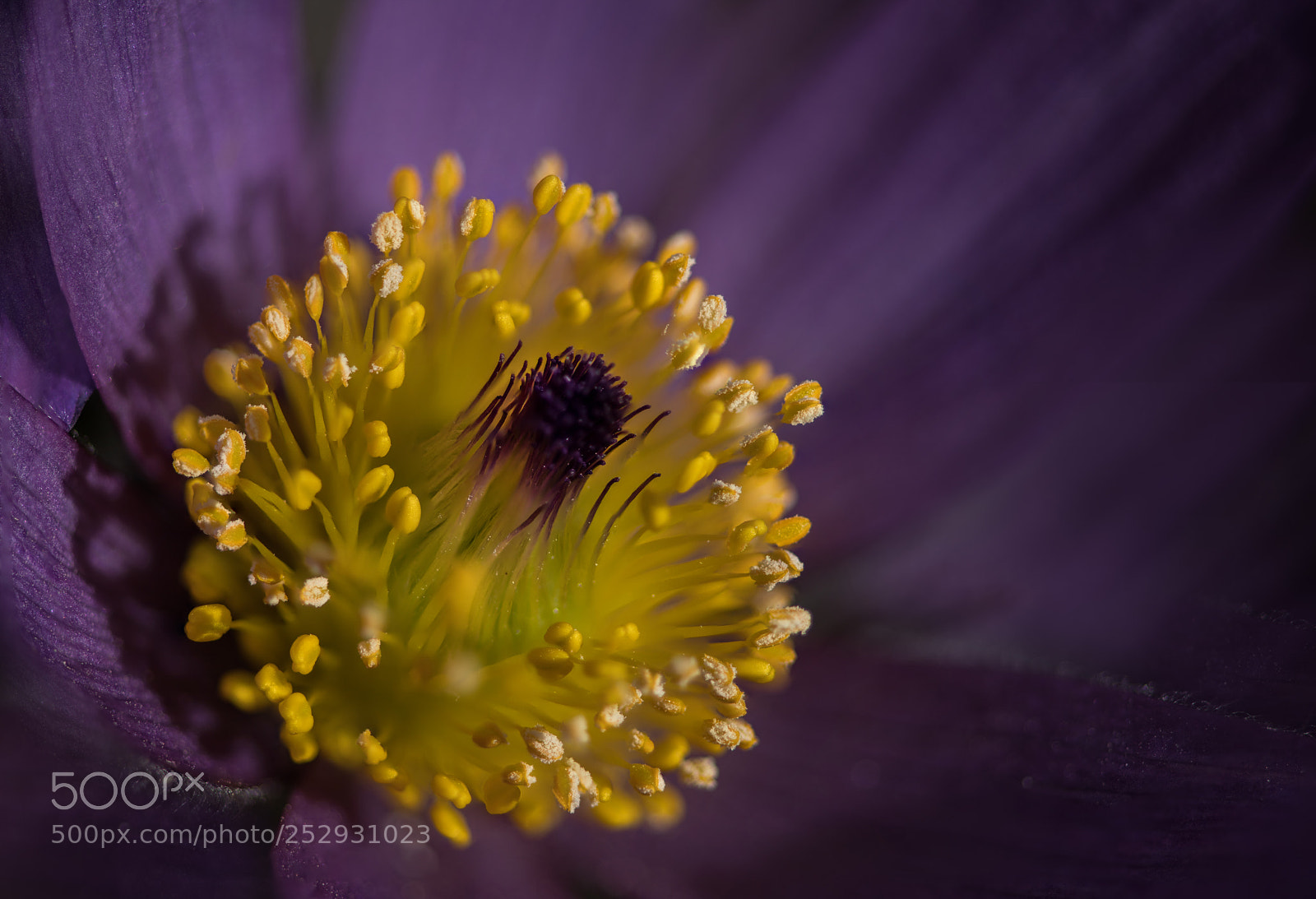 Sony a7R II sample photo. Pulsatilla photography