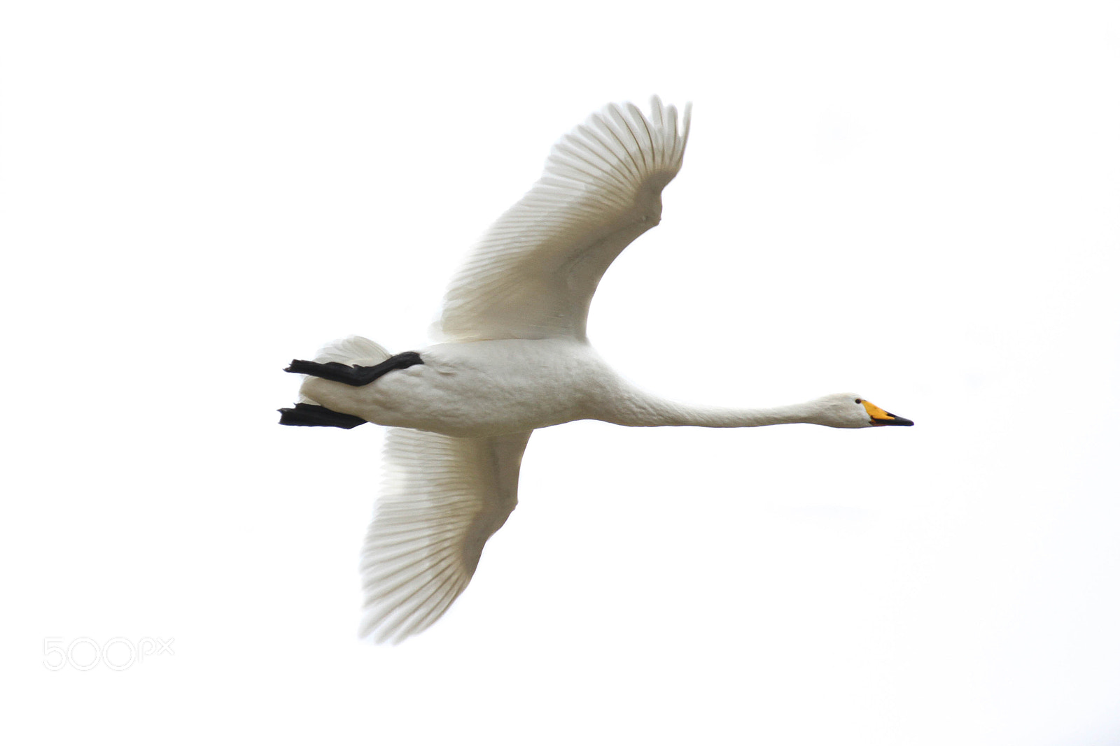 Canon EOS 7D sample photo. Whooper in the air photography
