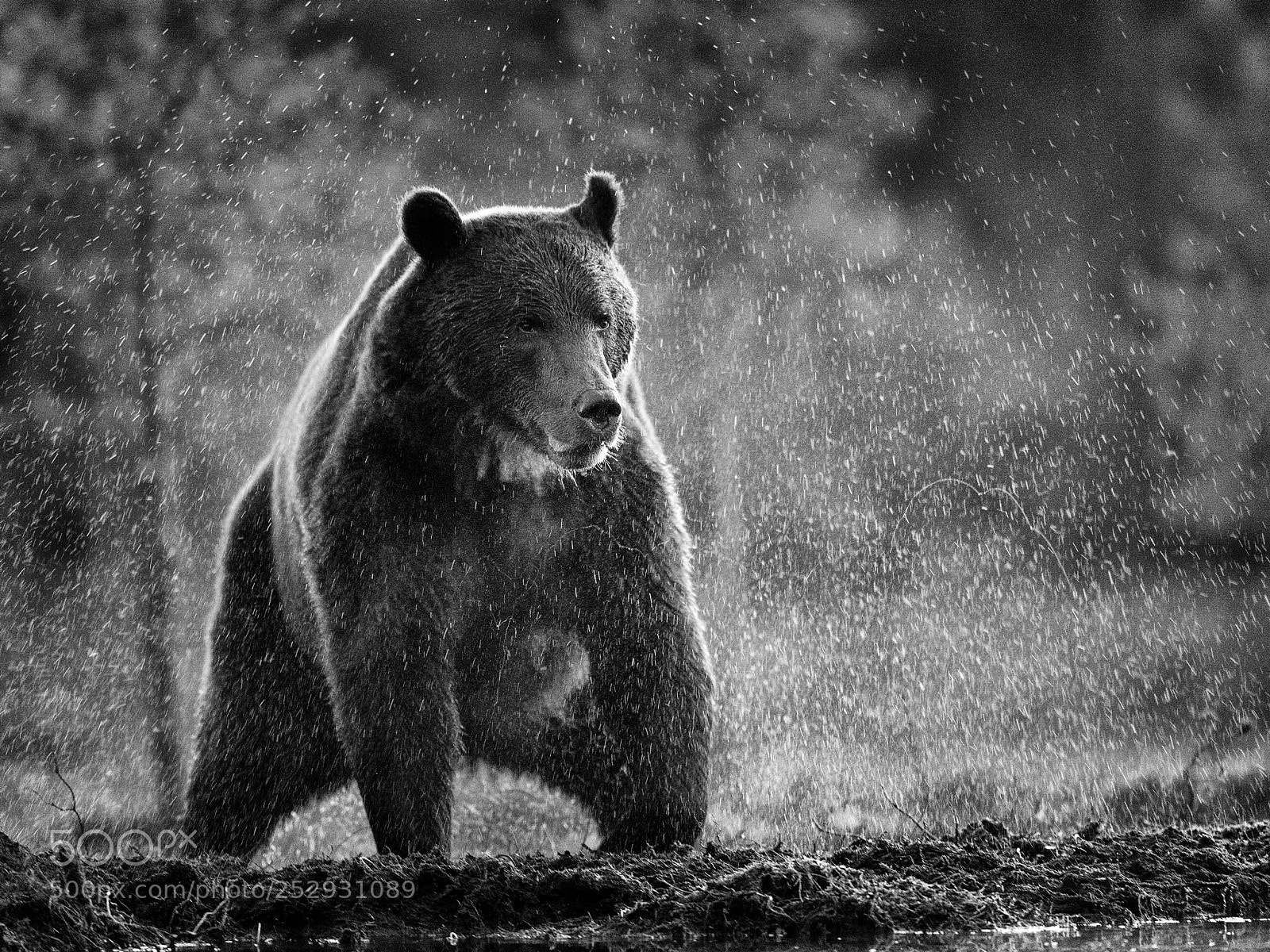 Nikon D5 sample photo. Bear shaking off water photography