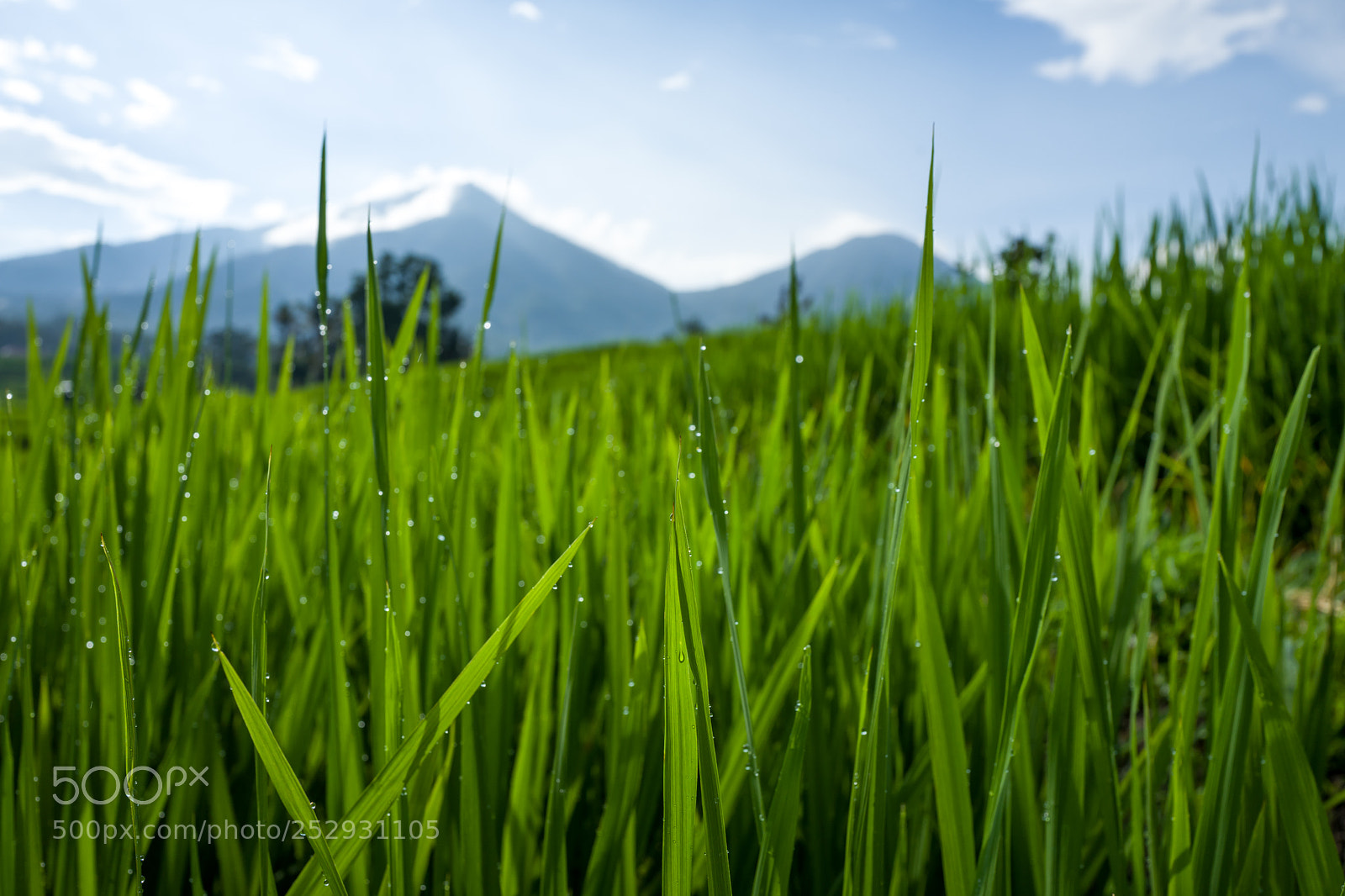 Leica Q (Typ 116) sample photo. The tegallalang rice terraces photography