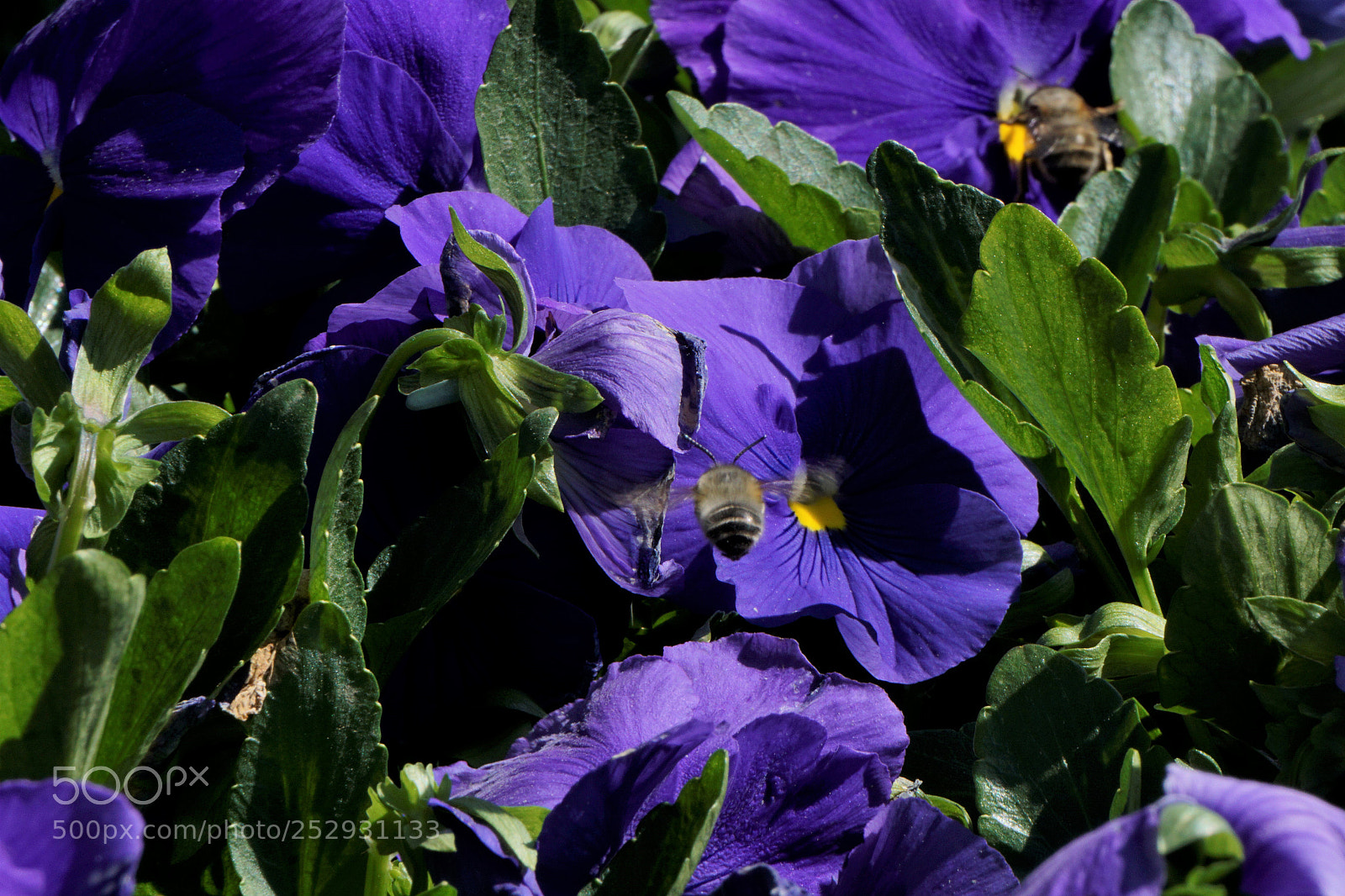 Sony a6000 sample photo. The bees and the photography