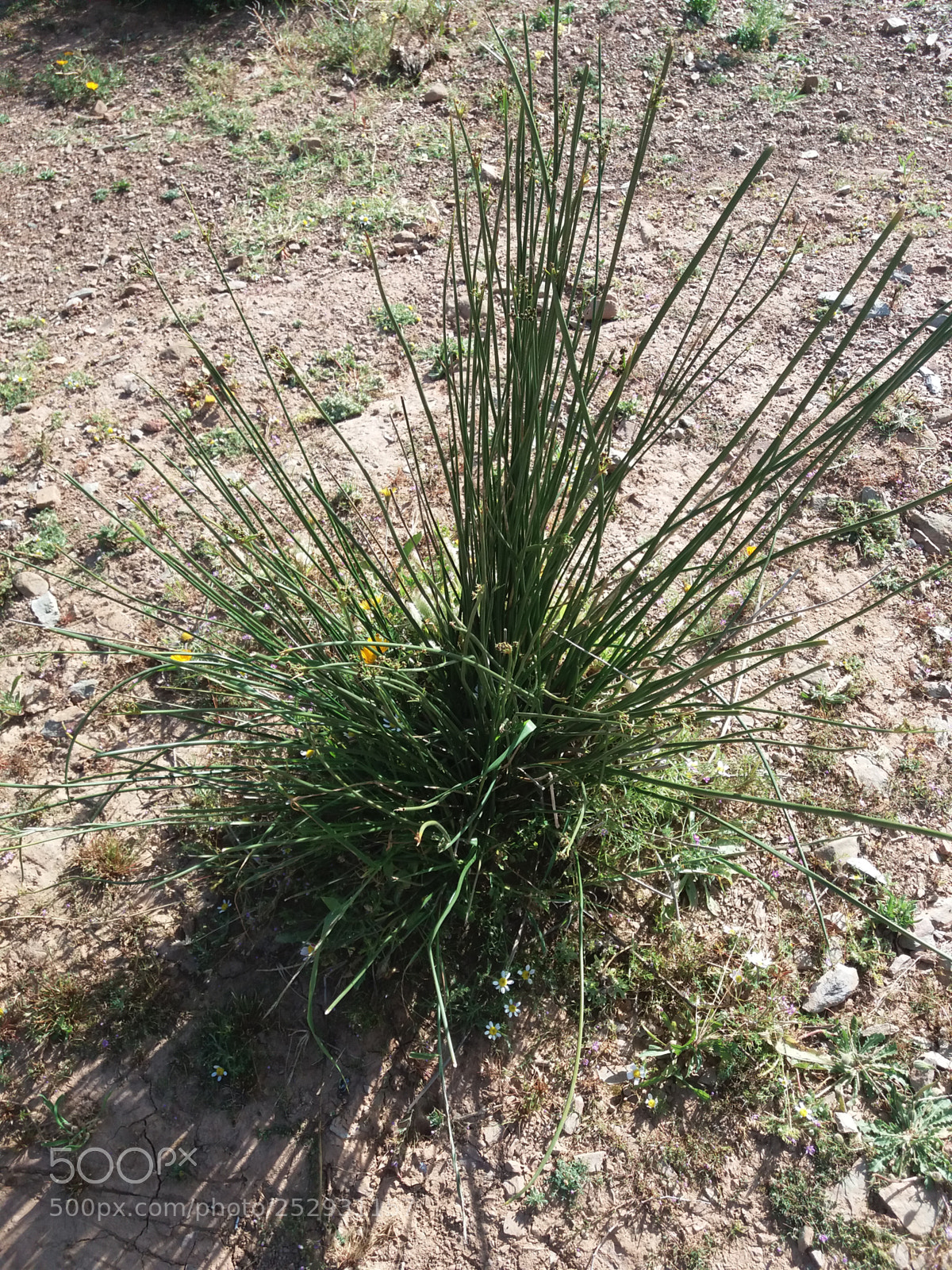 Samsung Galaxy J5(2016) sample photo. 20180407_170844.jpg photography
