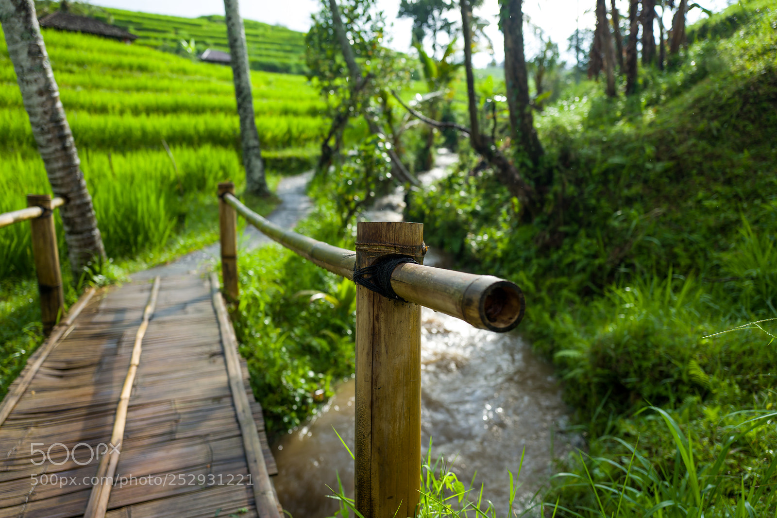 Leica Q (Typ 116) sample photo. The tegallalang rice terraces photography
