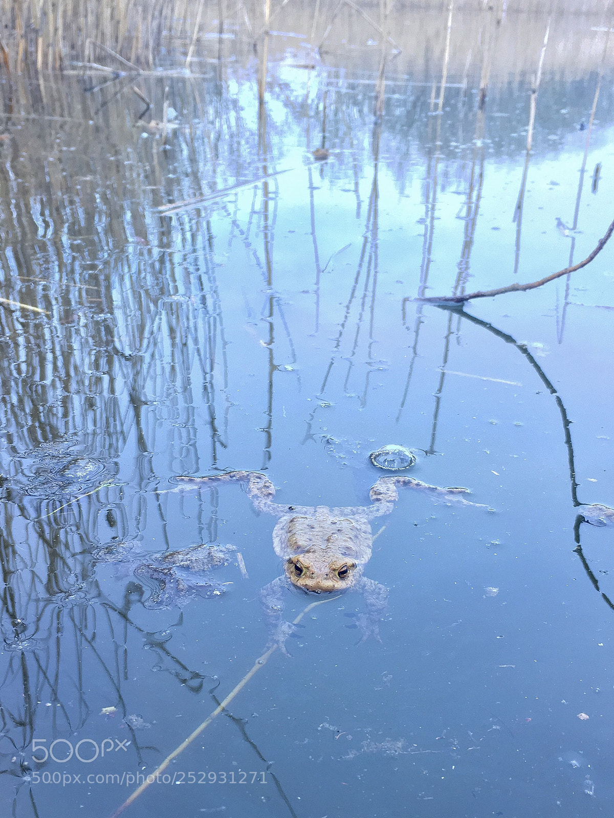 Apple iPhone 6s Plus sample photo. Baby frog photography