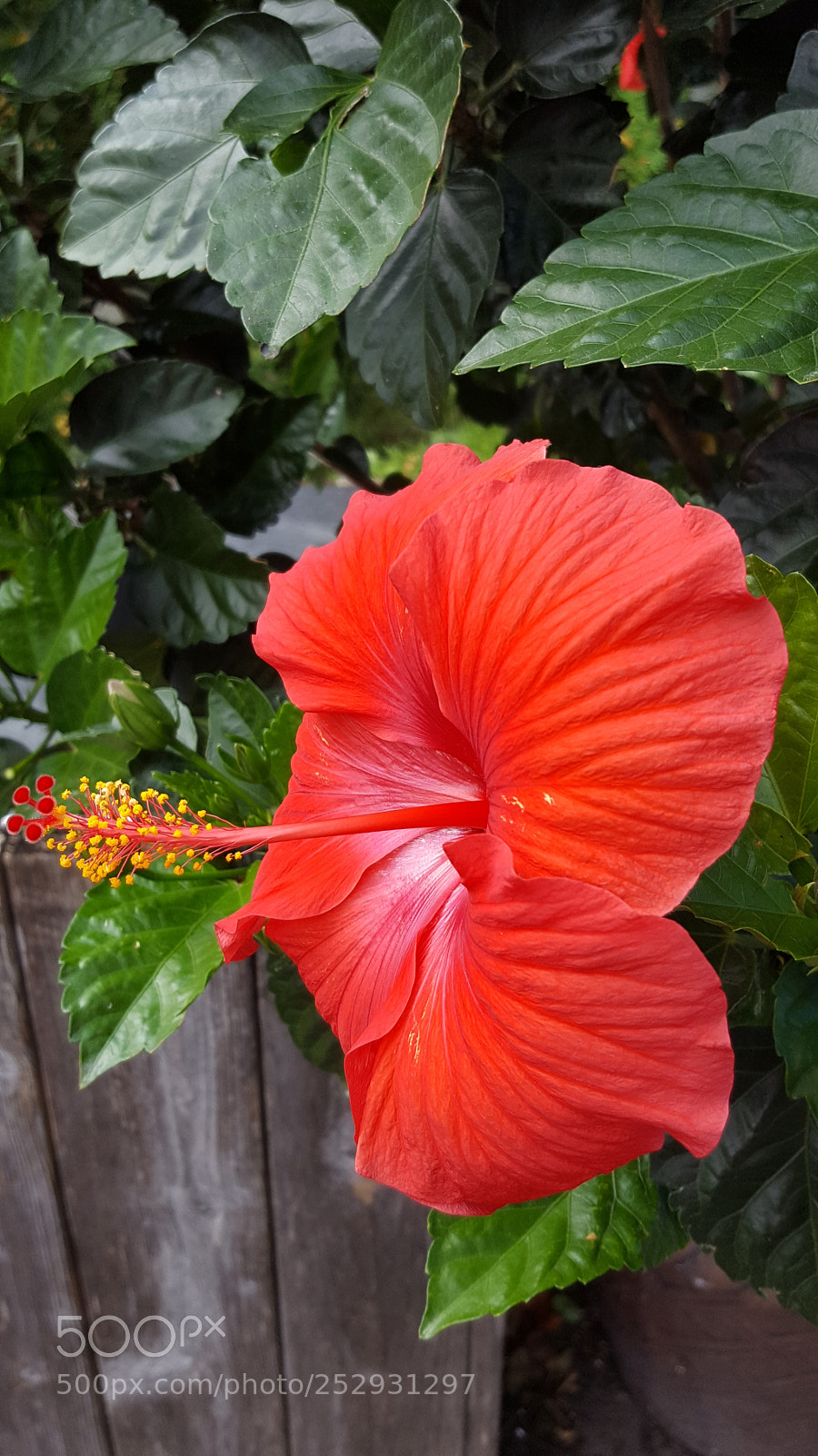 Samsung Galaxy S6 sample photo. Hibiscus photography