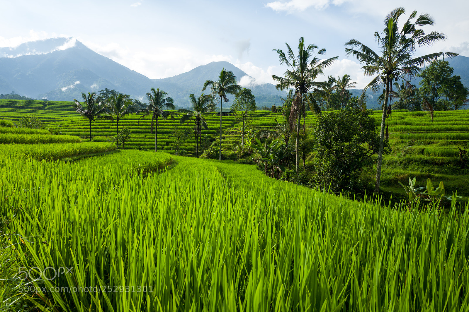 Leica Q (Typ 116) sample photo. The tegallalang rice terraces photography
