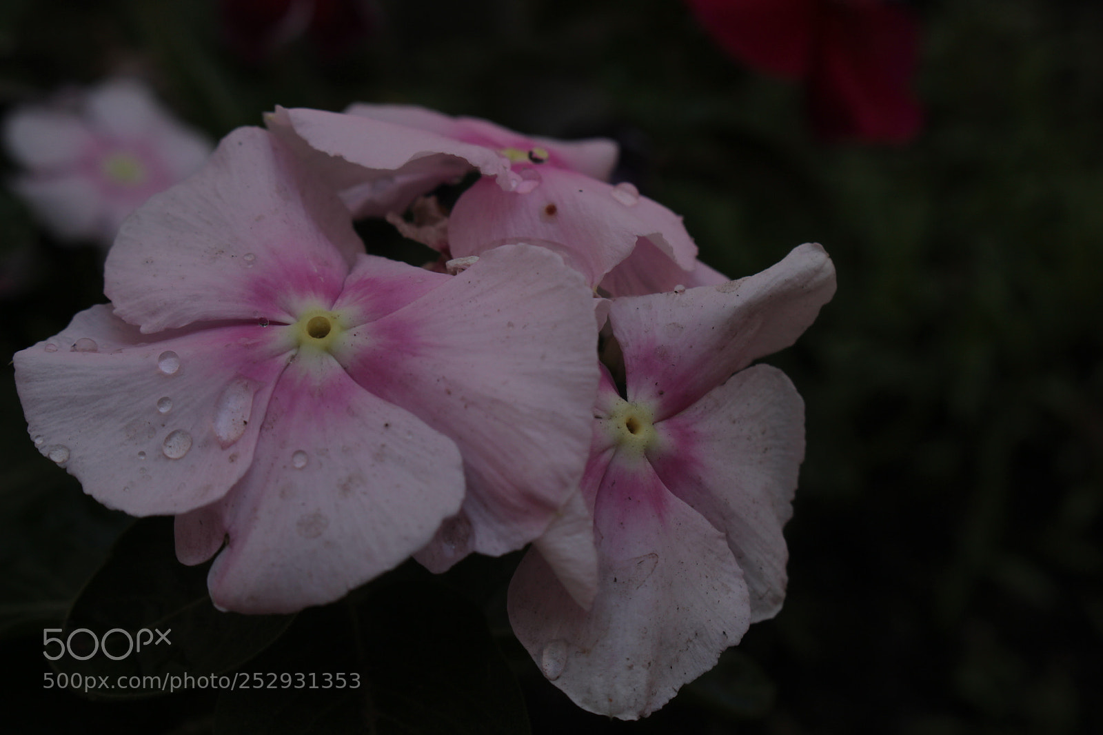 Canon EOS 700D (EOS Rebel T5i / EOS Kiss X7i) sample photo. Gotas de vida photography